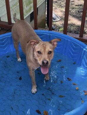 Enlarge Phoenix, a Adoptable mixed breed in Kings Mountain, NC image 1/3