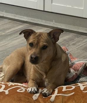 Phoenix, Adoptable, Adult Female Feist.