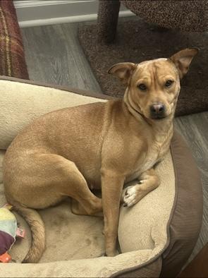 Enlarge Phoenix, a Adoptable mixed breed in Kings Mountain, NC image 3/3