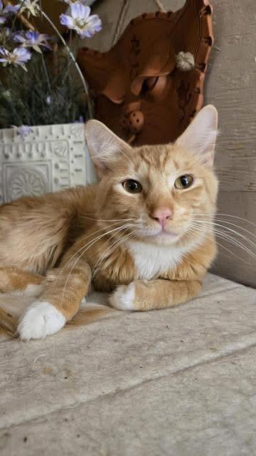 Enlarge Cheeto, a Adoptable Domestic Short Hair in Chilliwack, BC image 1/1