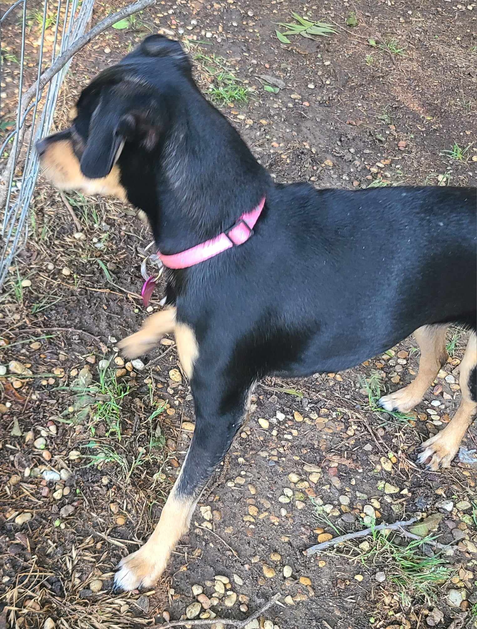 PEPPER, a Adoptable mixed breed in Grand Prairie, TX image 4/6