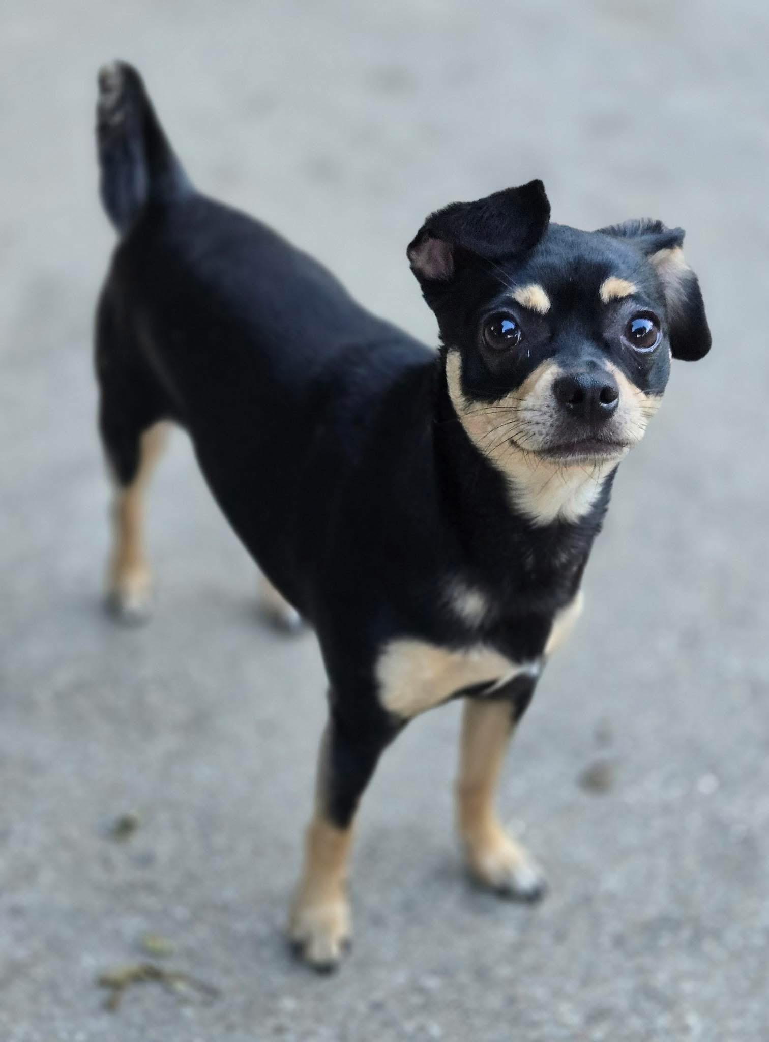 PEPPER, a Adoptable mixed breed in Grand Prairie, TX image 1/6