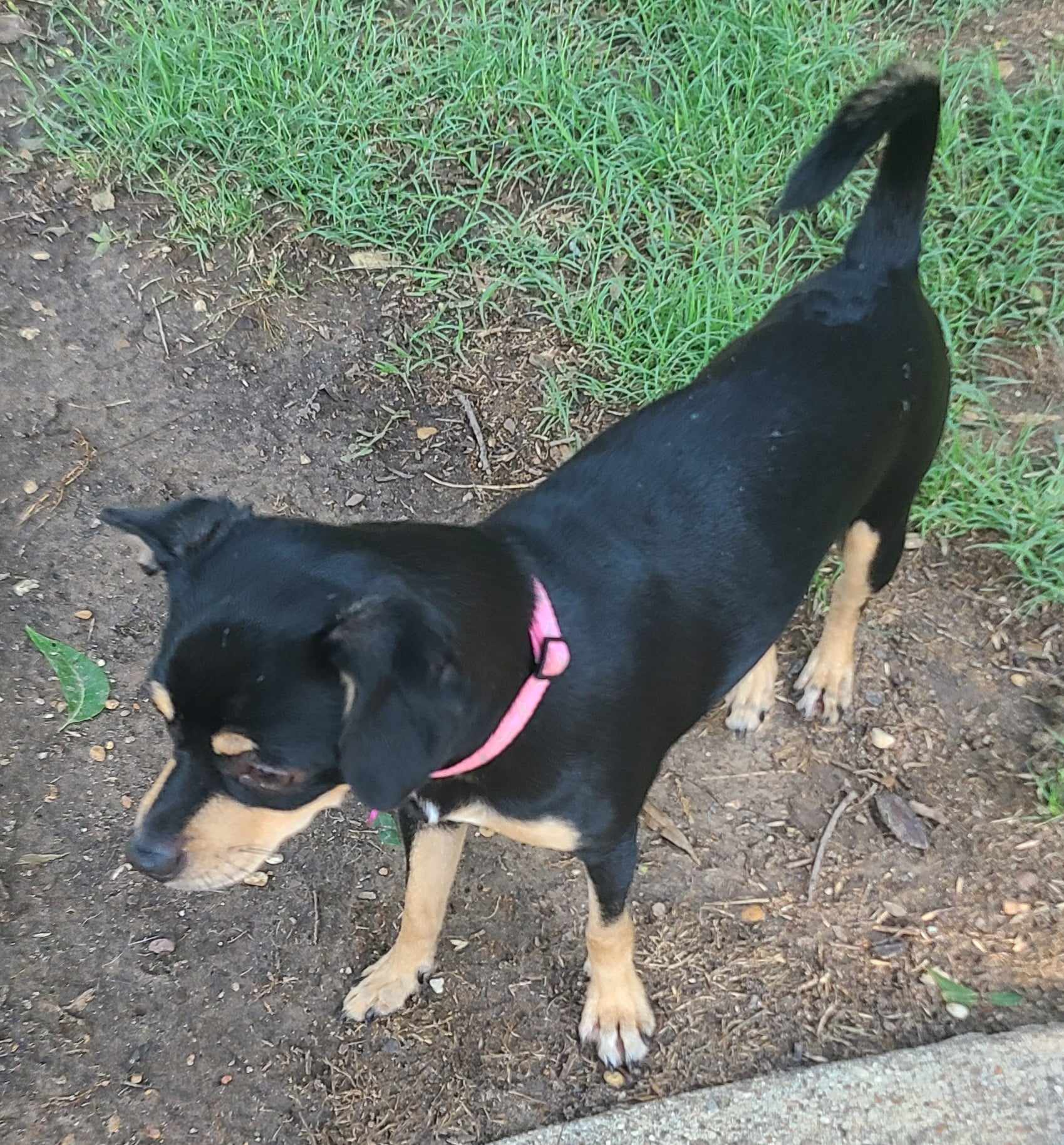 PEPPER, a Adoptable mixed breed in Grand Prairie, TX image 5/6