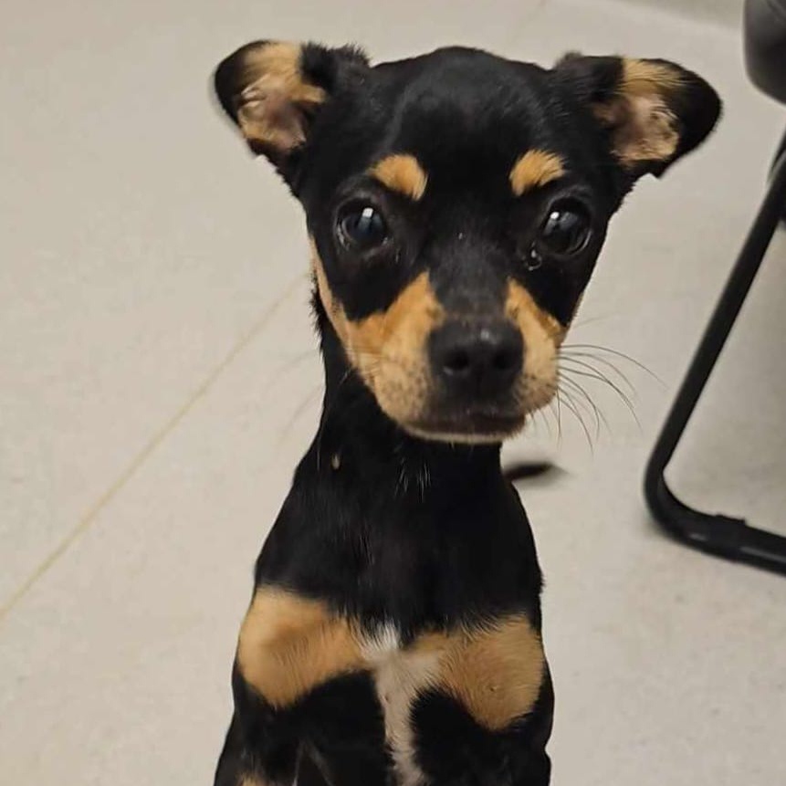 PEPPER, a Adoptable mixed breed in Grand Prairie, TX image 2/6