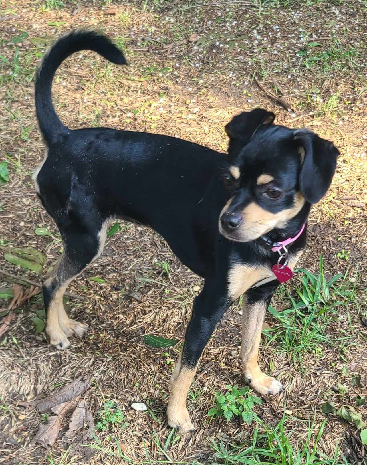 PEPPER, a Adoptable mixed breed in Grand Prairie, TX image 3/6