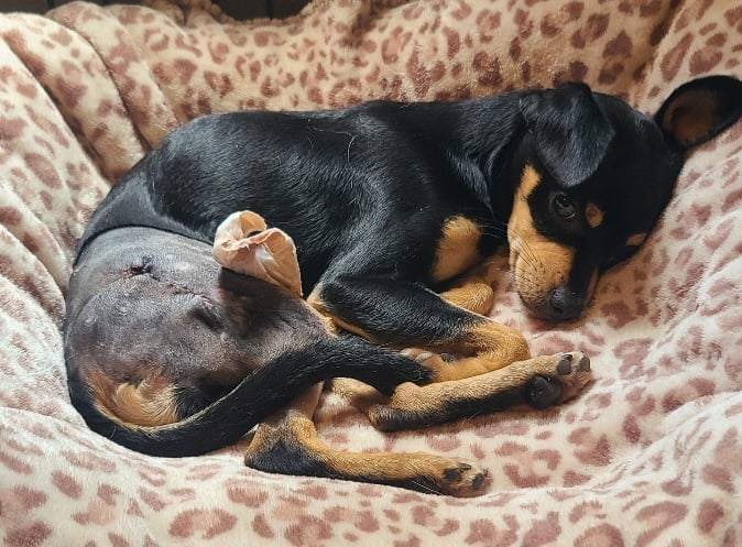 PEPPER, a Adoptable mixed breed in Grand Prairie, TX image 6/6