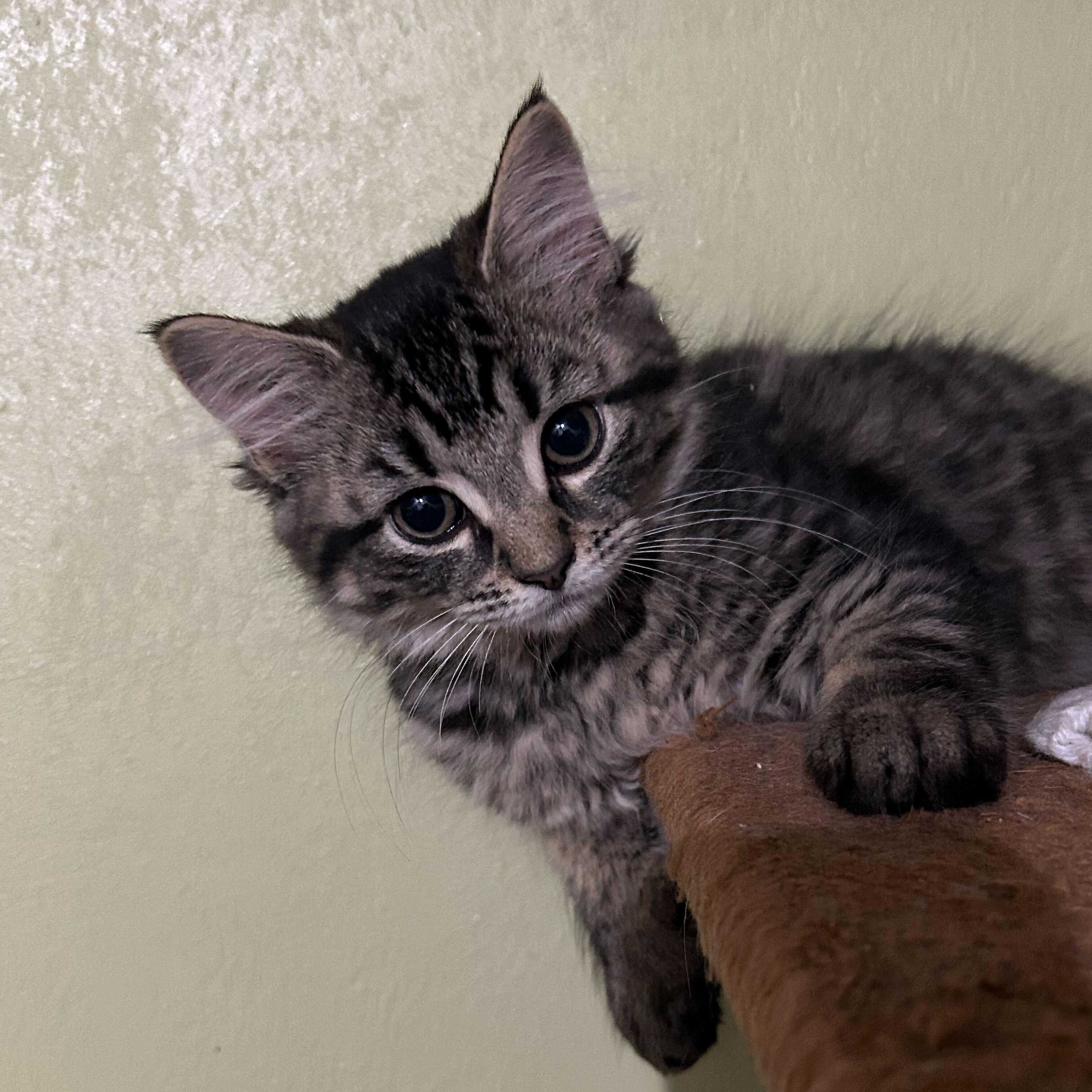 Enlarge Foxy (bonded to Wooly), a Adoptable Domestic Long Hair in East Brunswick, NJ image 3/5