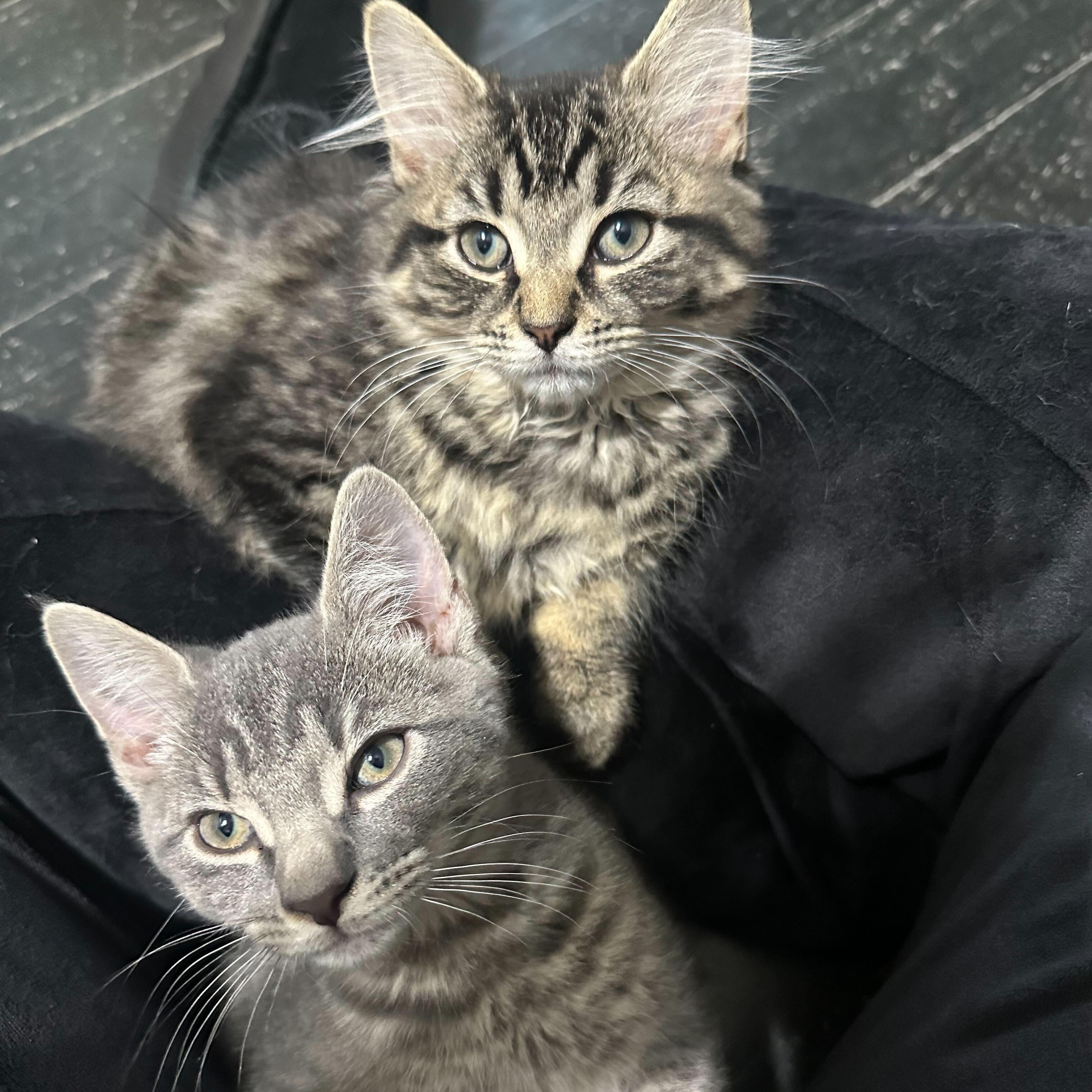 Enlarge Foxy (bonded to Wooly), a Adoptable Domestic Long Hair in East Brunswick, NJ image 5/5