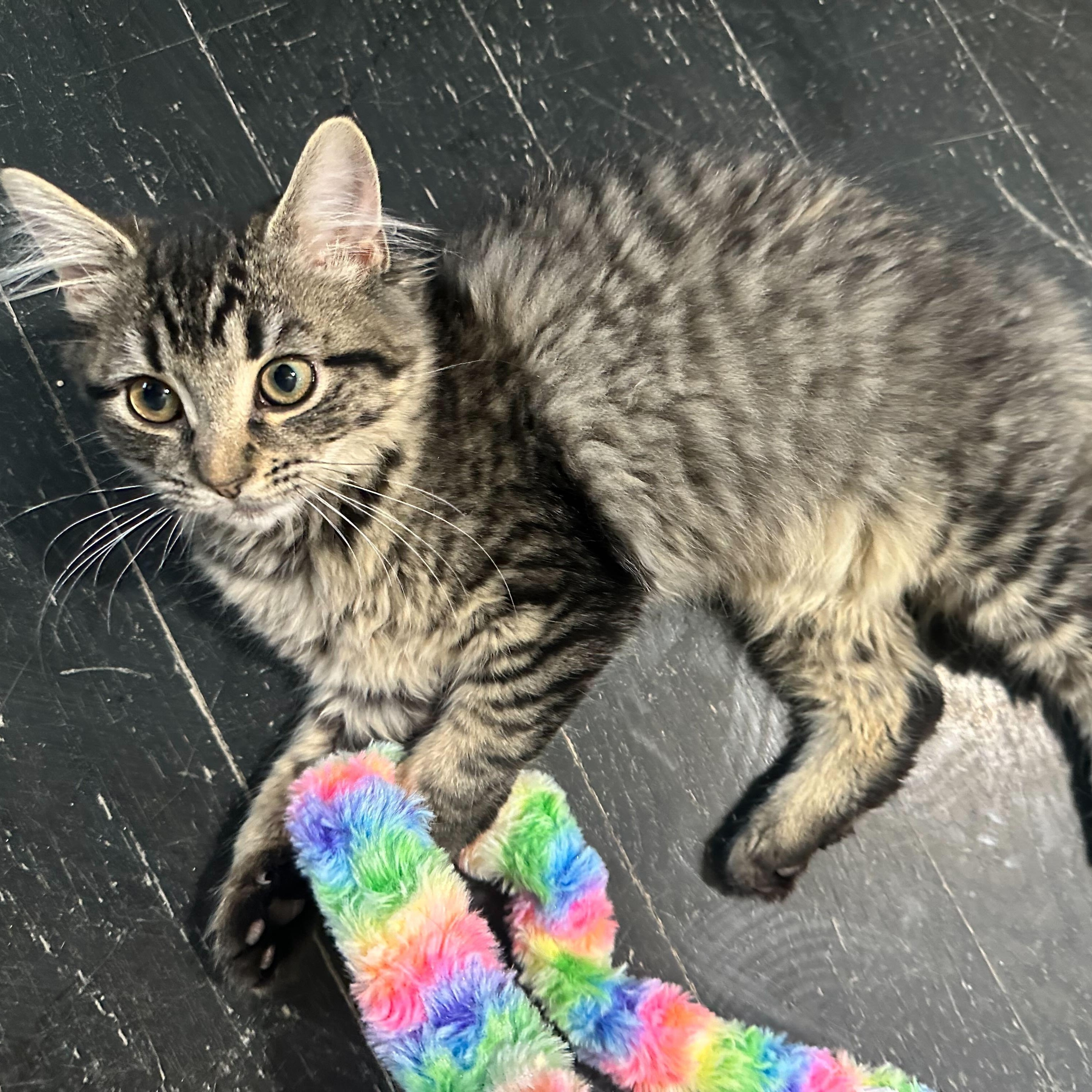 Enlarge Foxy (bonded to Wooly), a Adoptable Domestic Long Hair in East Brunswick, NJ image 1/5