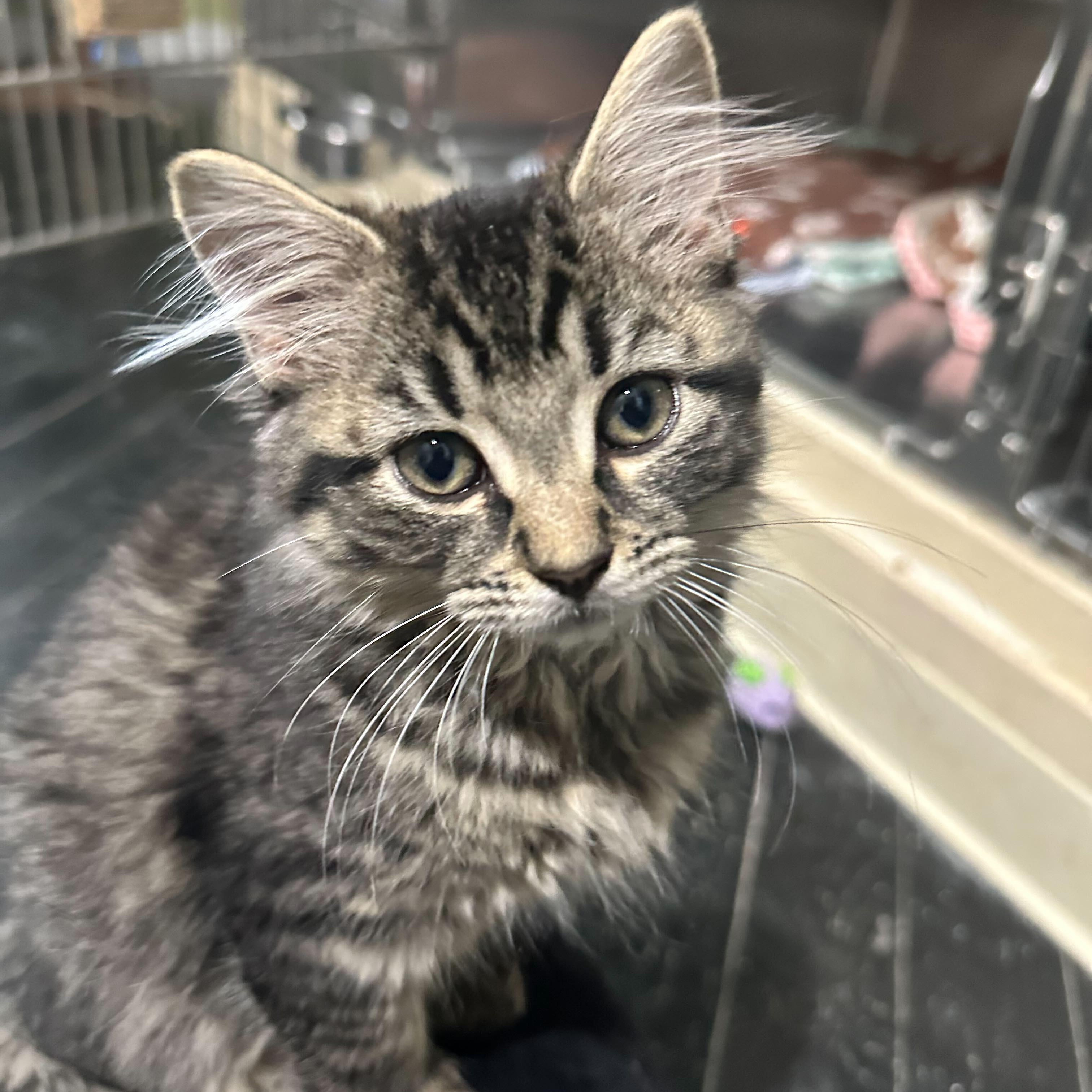 Enlarge Foxy (bonded to Wooly), a Adoptable Domestic Long Hair in East Brunswick, NJ image 4/5