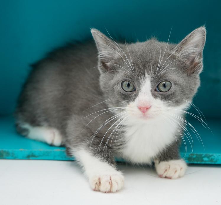 Amaretto is a living doll!  Epic sweet!, an adoptable Turkish Van, Ragdoll in Bedford Hills, NY, 10507 | Photo Image 5