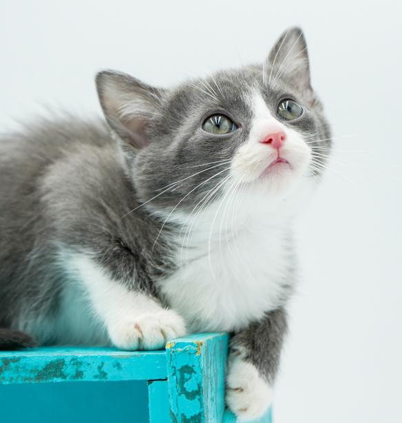 Amaretto is a living doll!  Epic sweet!, an adoptable Turkish Van, Ragdoll in Bedford Hills, NY, 10507 | Photo Image 3
