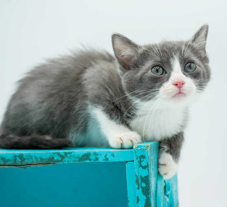 Amaretto is a living doll!  Epic sweet!, an adoptable Turkish Van, Ragdoll in Bedford Hills, NY, 10507 | Photo Image 4
