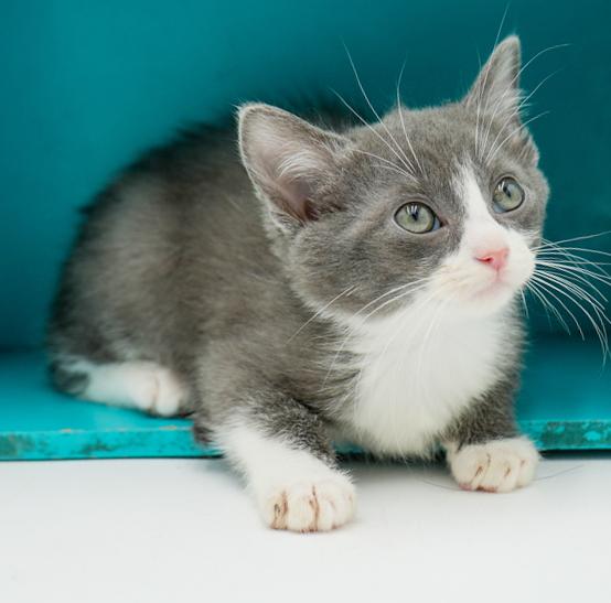 Amaretto is a living doll!  Epic sweet!, an adoptable Turkish Van, Ragdoll in Bedford Hills, NY, 10507 | Photo Image 6