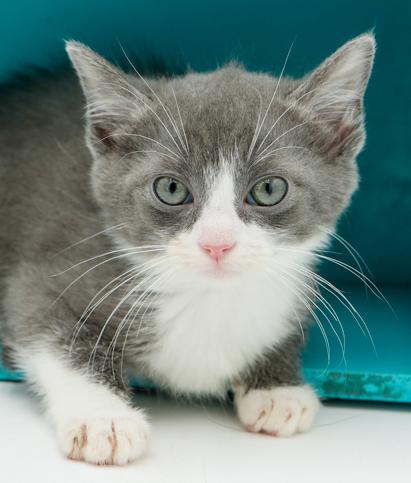 Amaretto is a living doll!  Epic sweet!, an adoptable Turkish Van, Ragdoll in Bedford Hills, NY, 10507 | Photo Image 1