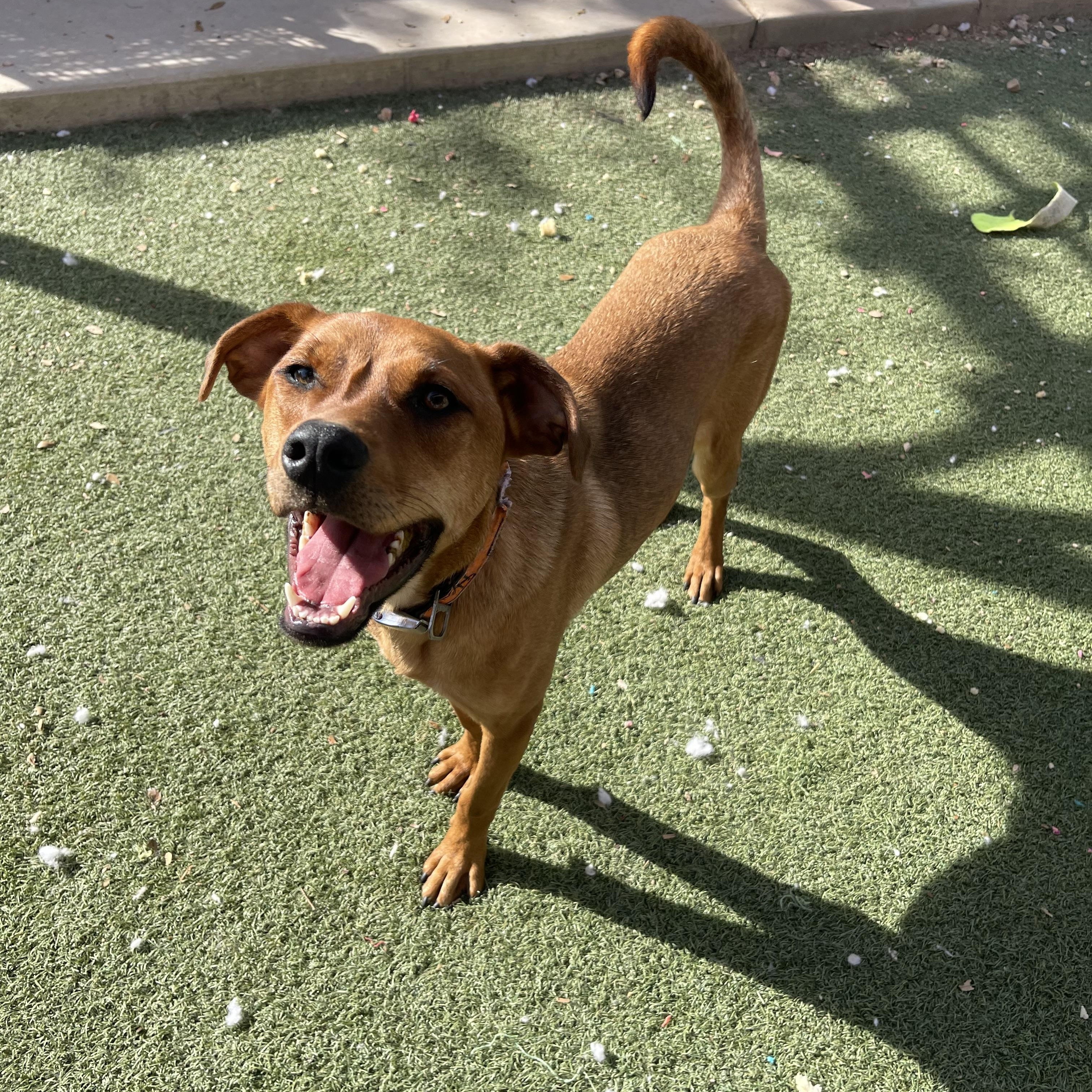 Enlarge Chestnut, a Adoptable mixed breed in Chandler, AZ image 3/5