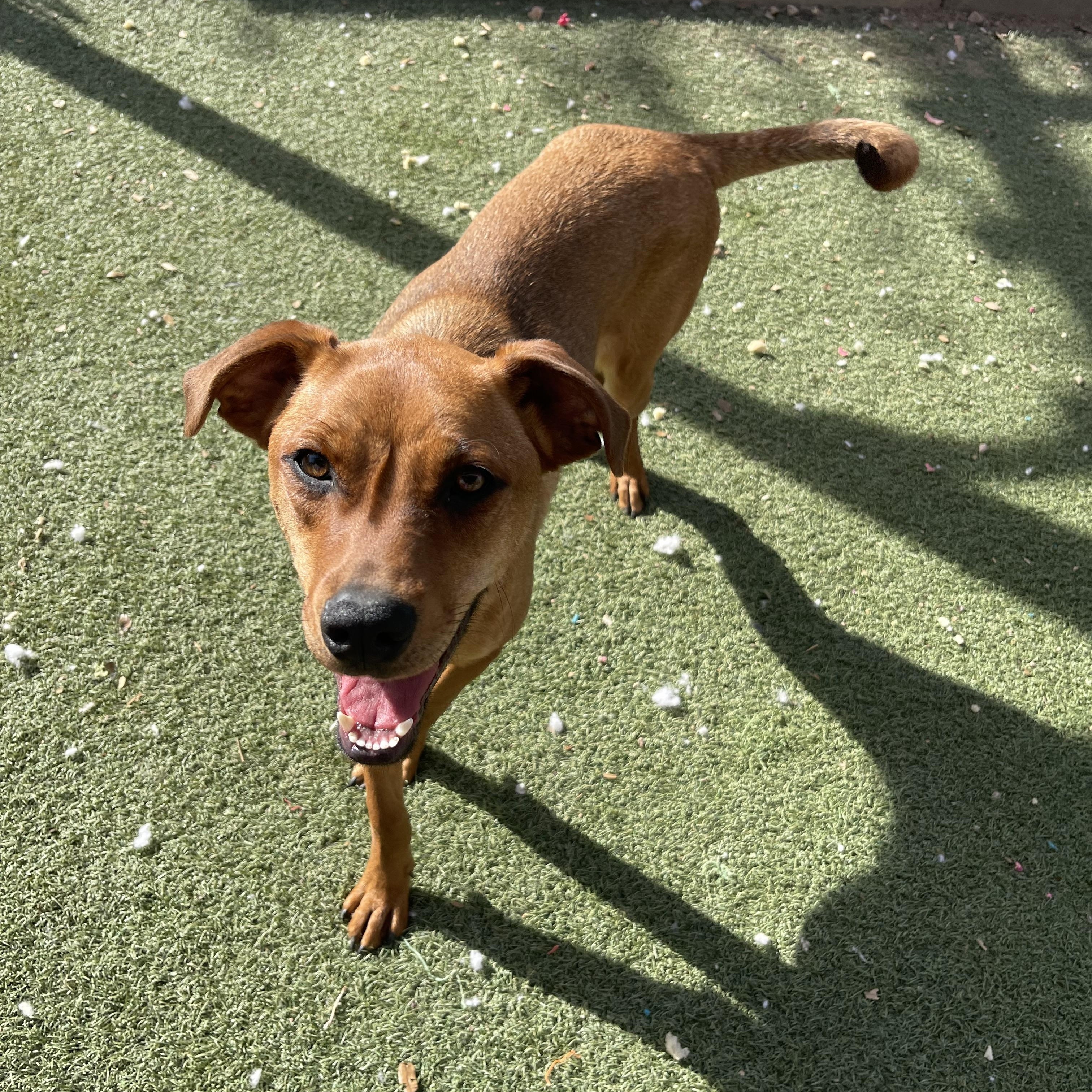 Enlarge Chestnut, a Adoptable mixed breed in Chandler, AZ image 2/5