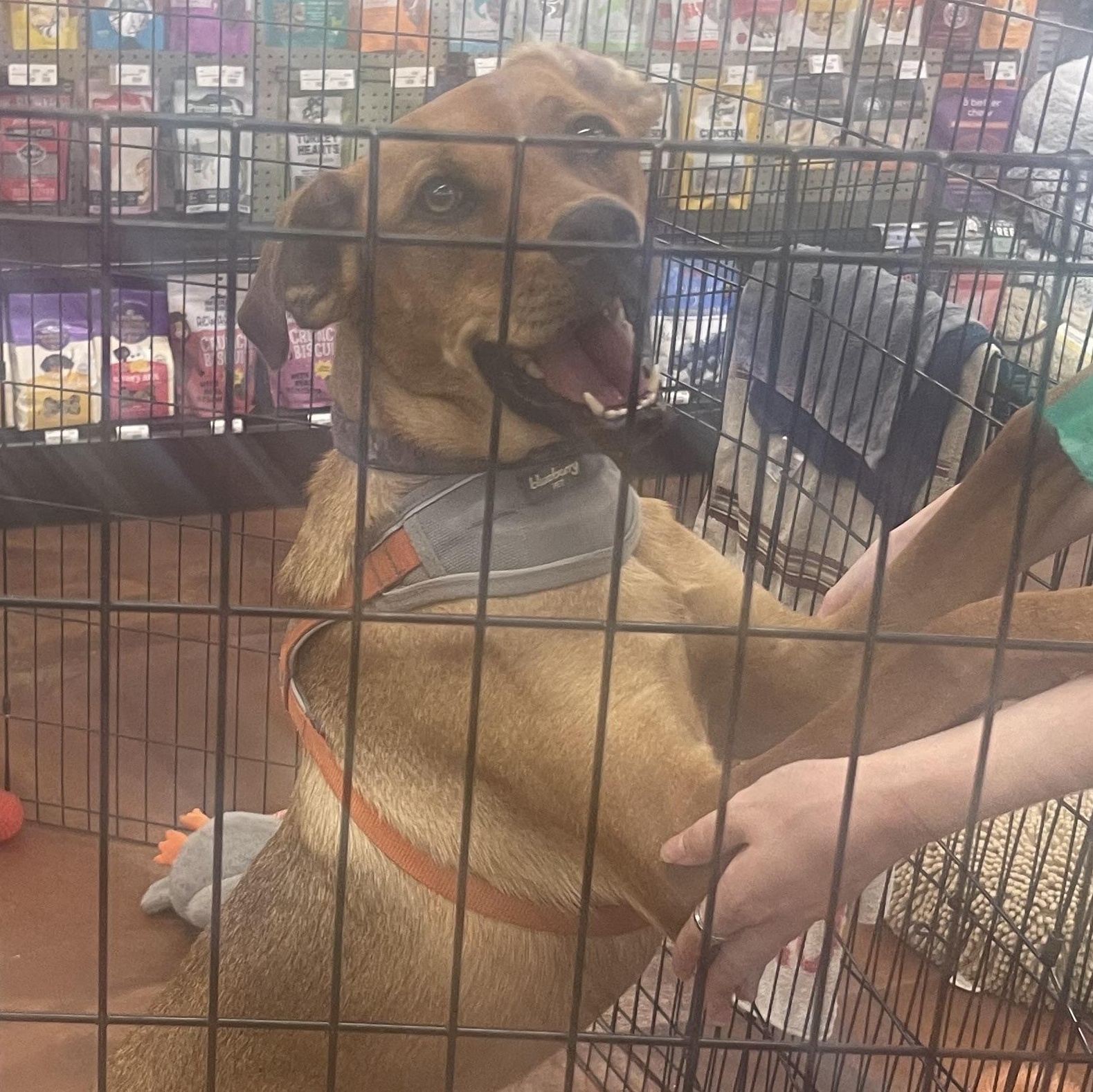 Chestnut, Adoptable, Young Male Terrier & Rottweiler.
