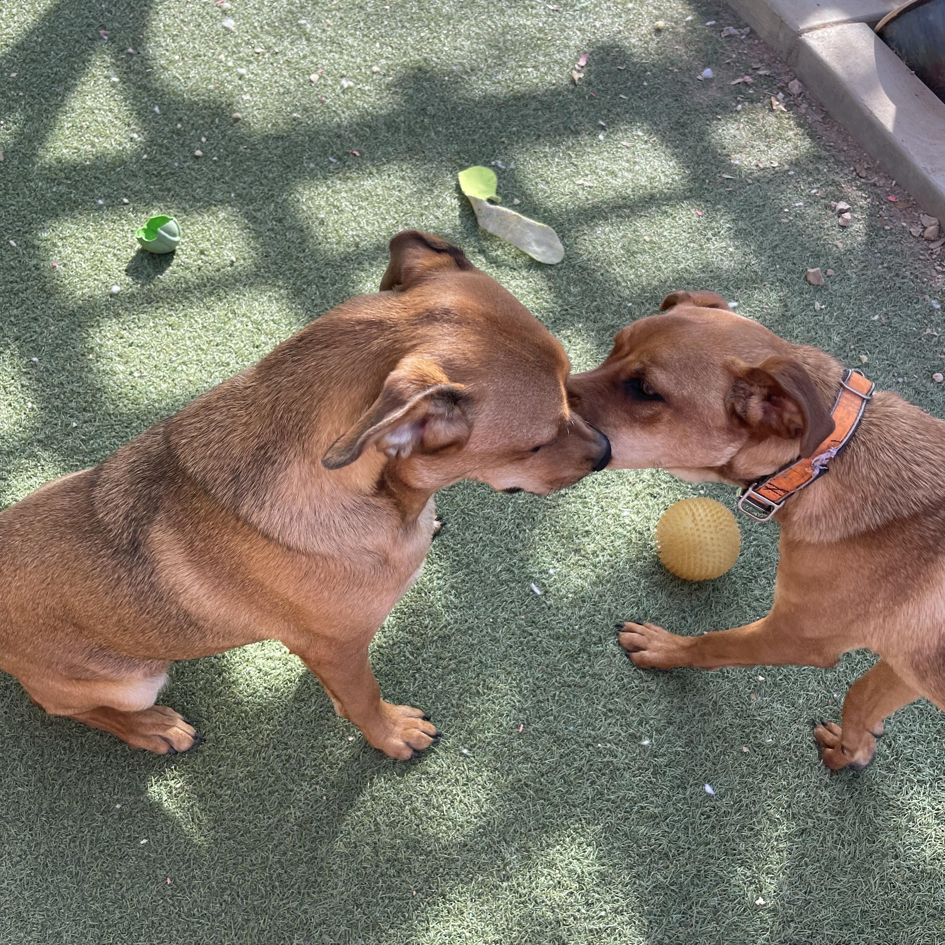 Enlarge Chestnut, a Adoptable mixed breed in Chandler, AZ image 5/5