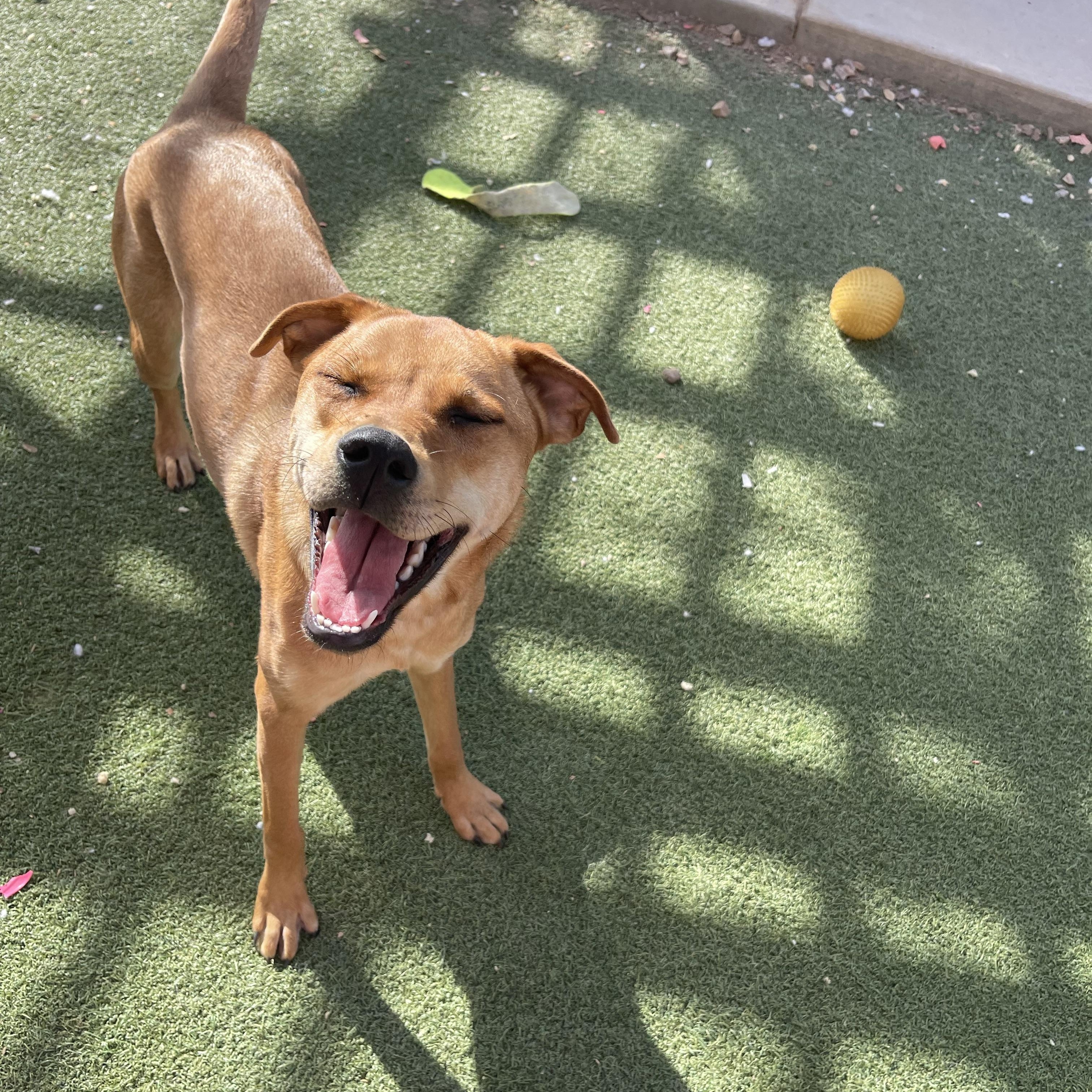 Enlarge Chestnut, a Adoptable mixed breed in Chandler, AZ image 4/5