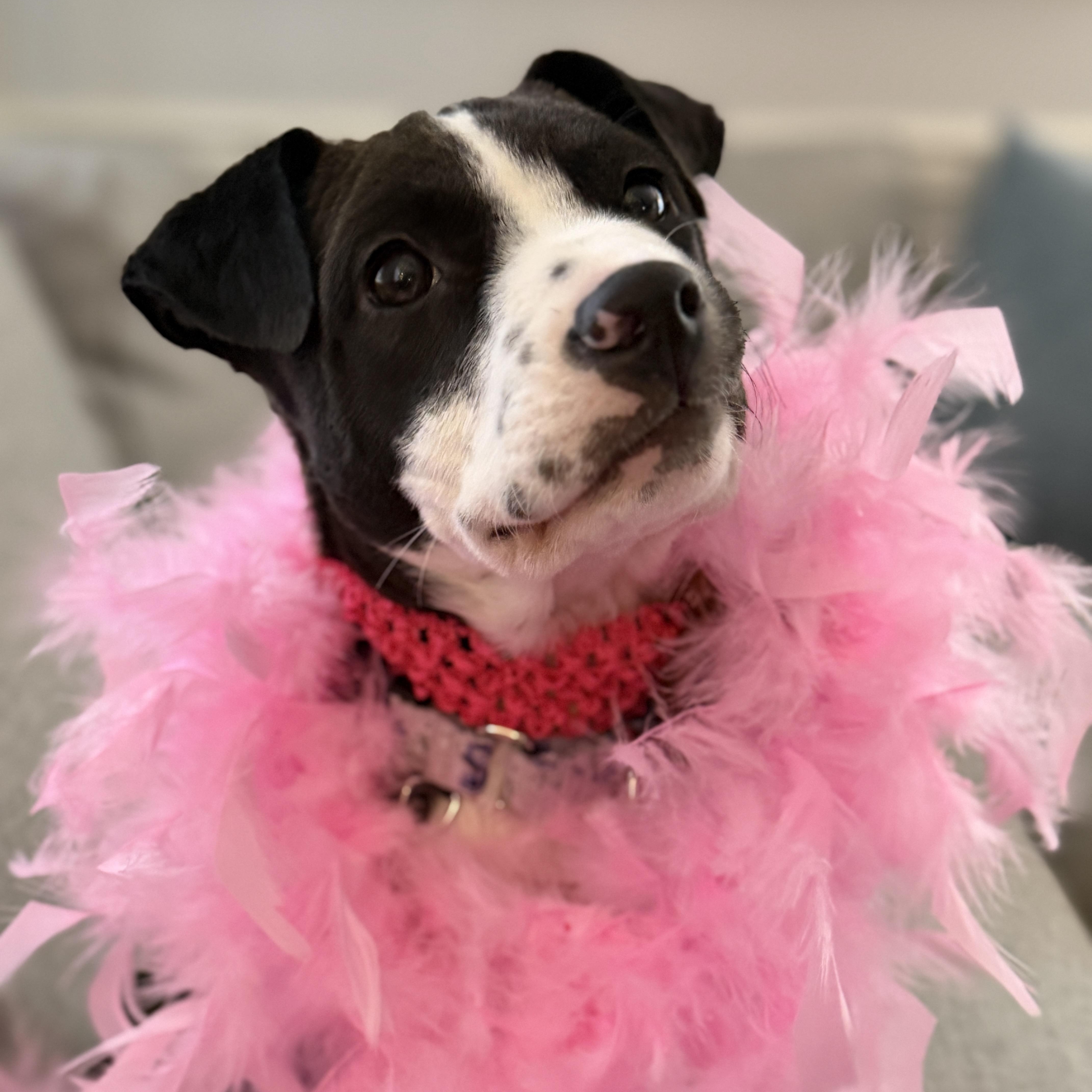 Ziggy, a Adoptable mixed breed in Chatham, NJ image 2/6