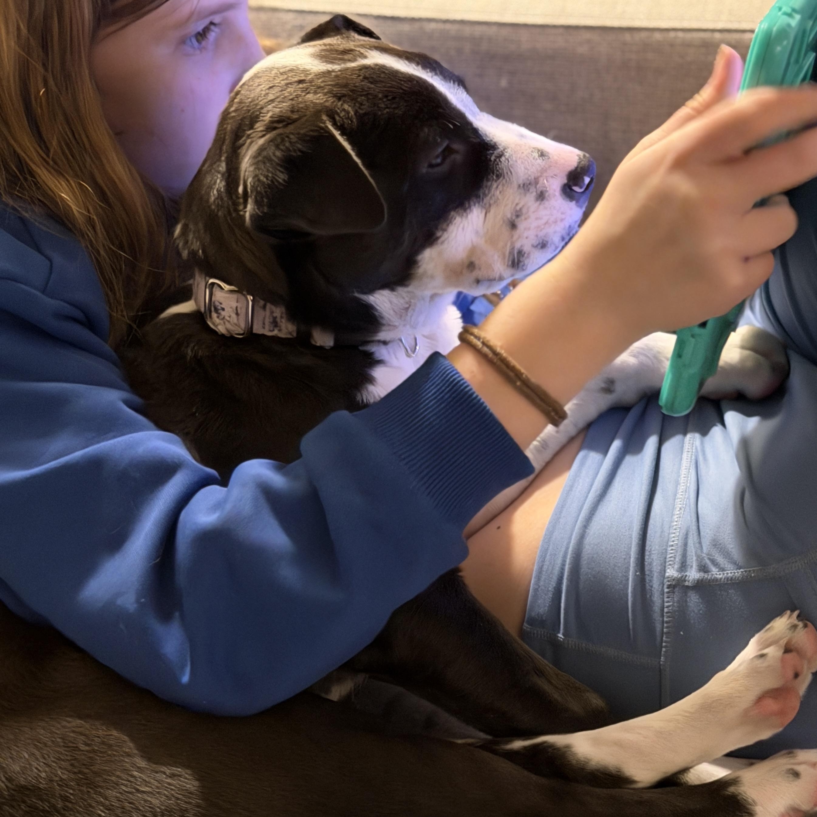 Ziggy, a Adoptable mixed breed in Chatham, NJ image 3/6