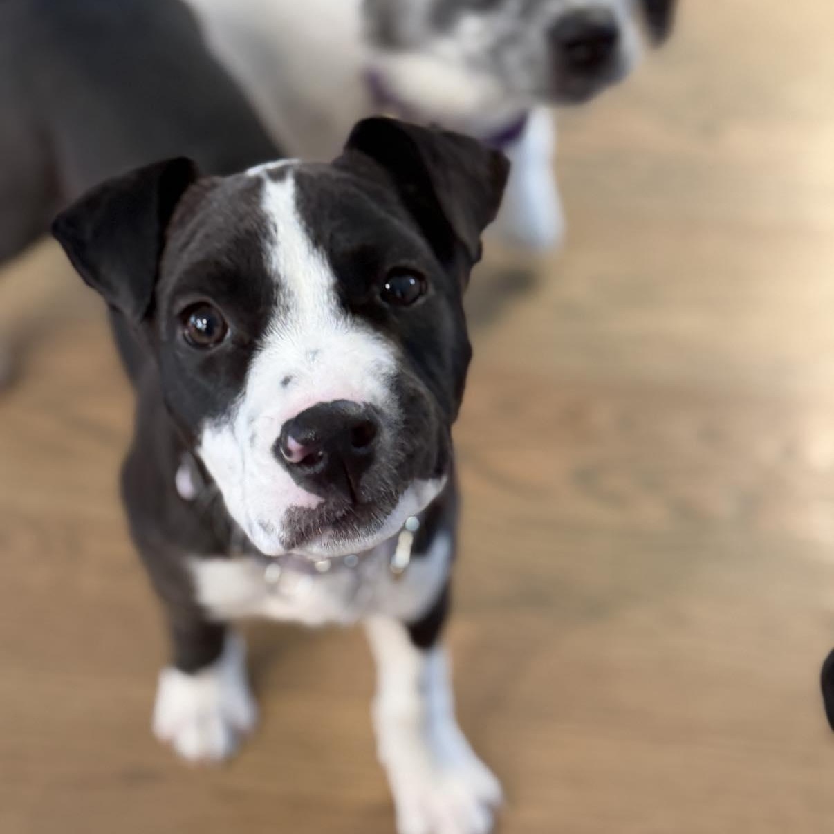 Ziggy, a Adoptable mixed breed in Chatham, NJ image 5/6