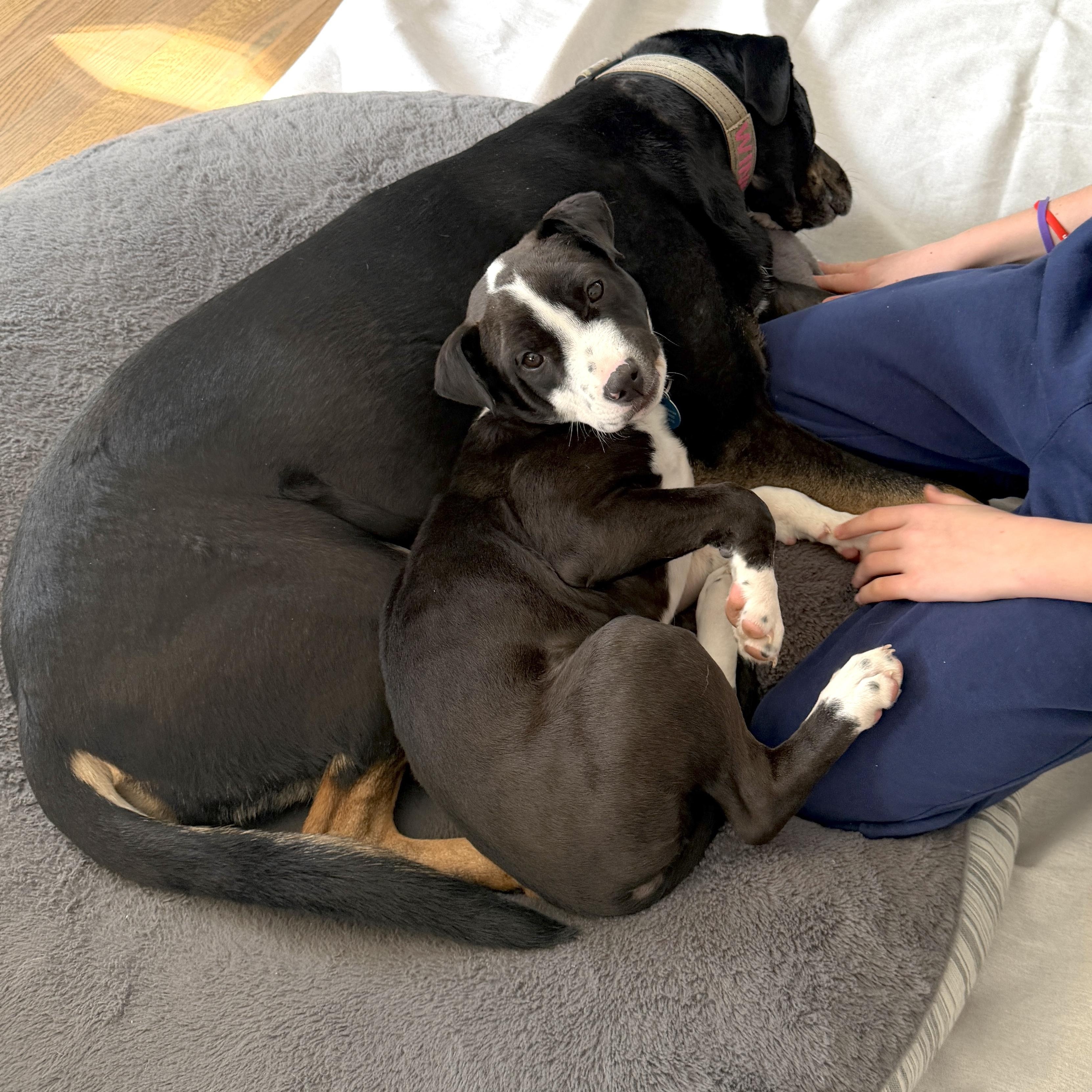 Ziggy, Adoptable, Puppy Female Boston Terrier & Jack Russell Terrier.