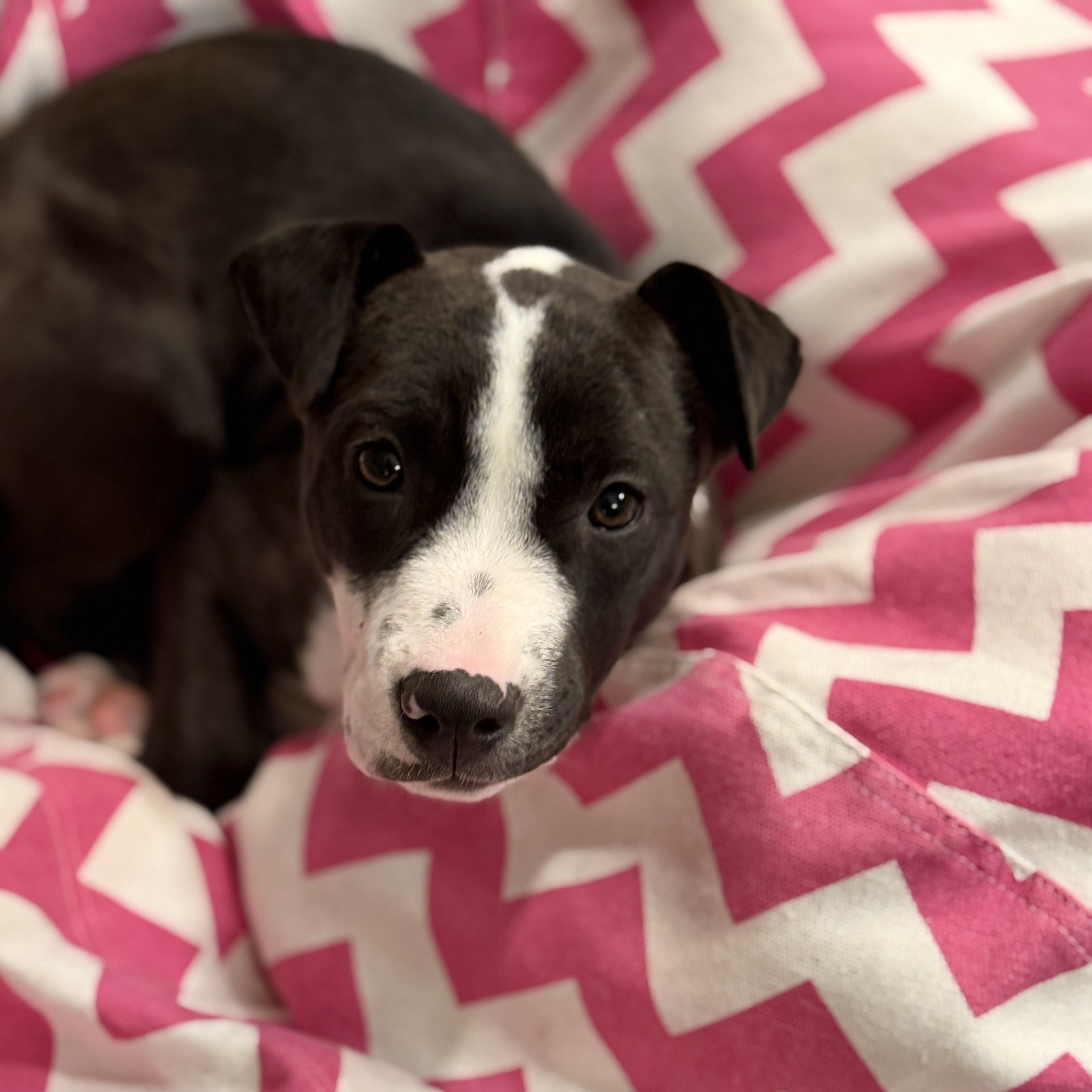 Ziggy, a Adoptable mixed breed in Chatham, NJ image 6/6