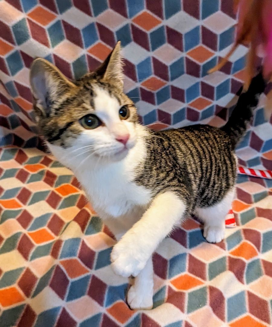 Violet, Adopted, Kitten Female Domestic Short Hair.