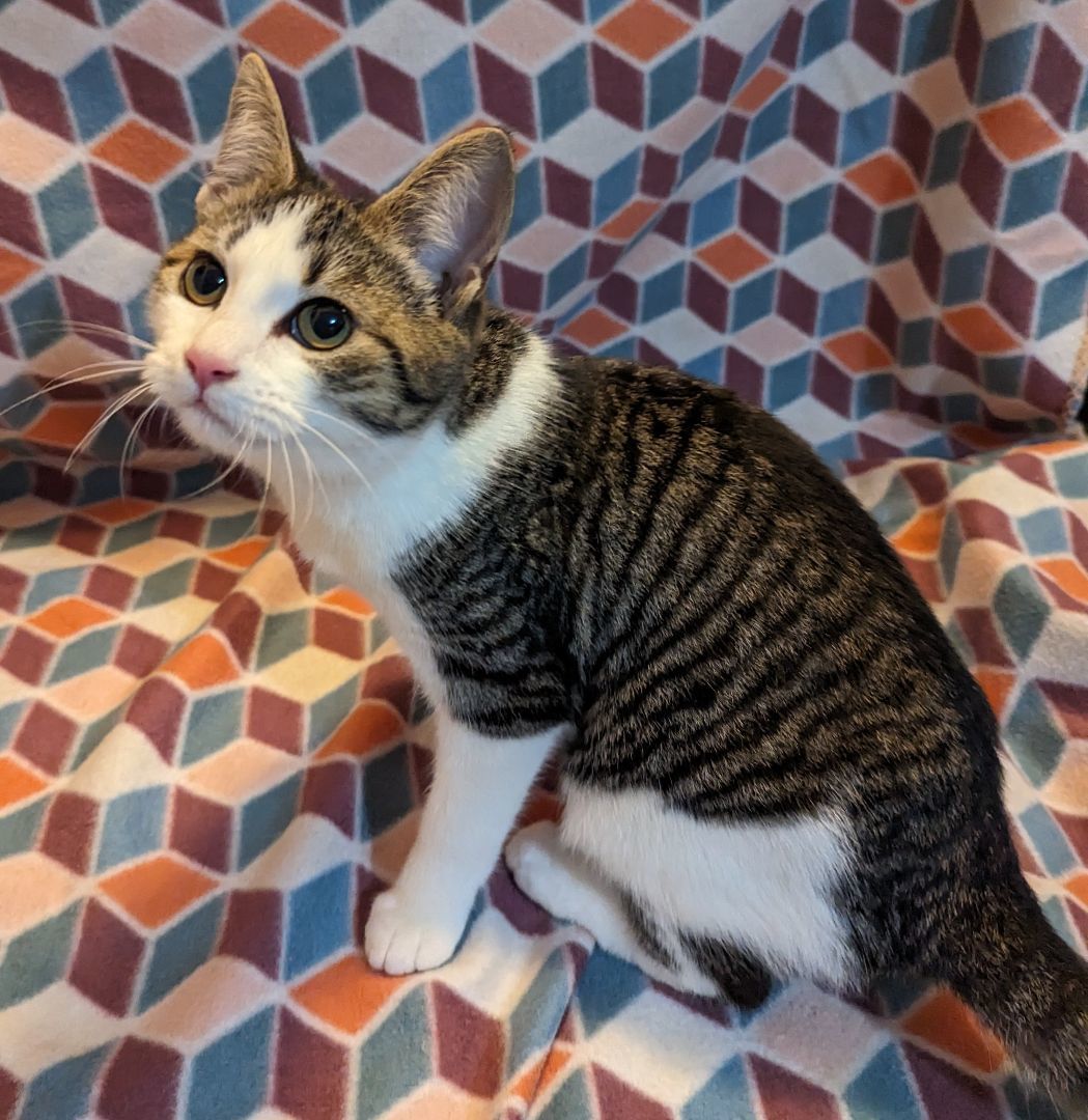 Violet, a Adopted Domestic Short Hair in Spotsylvania, VA image 2/3