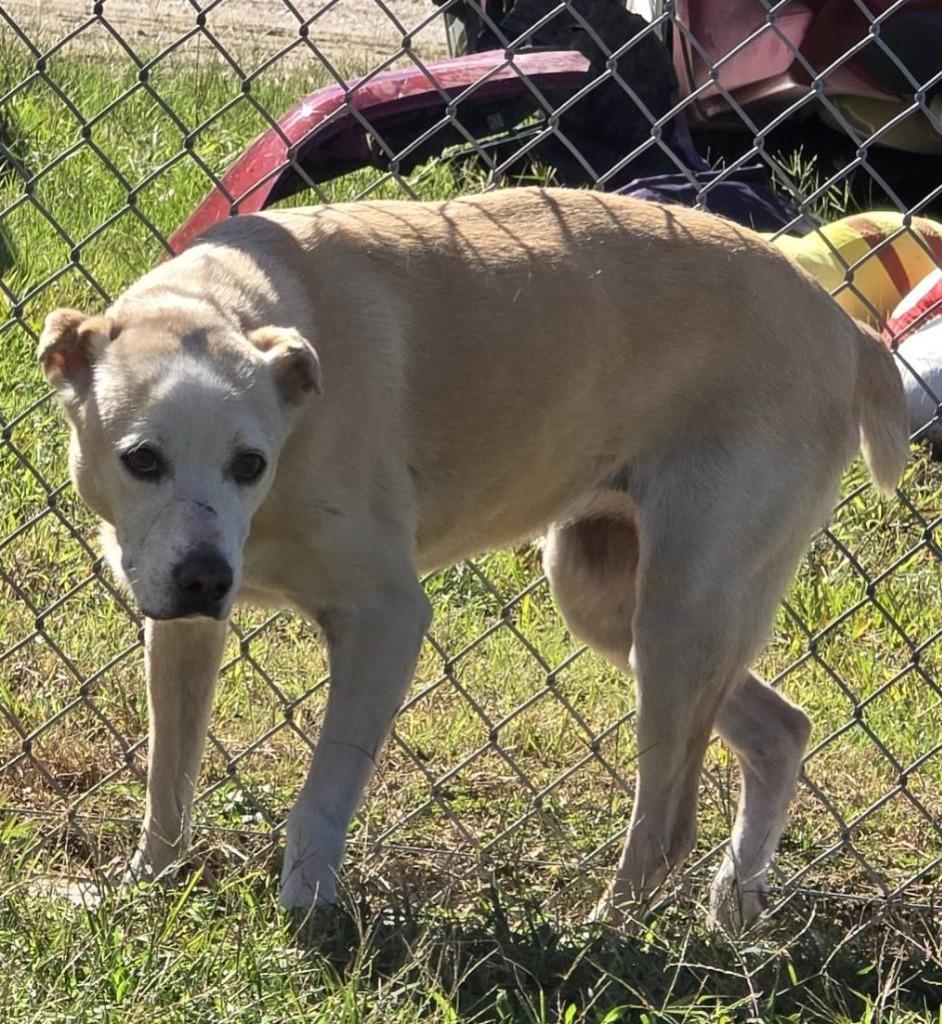 Enlarge Honey, a Adoptable Labrador Retriever in Humble, TX image 1/1