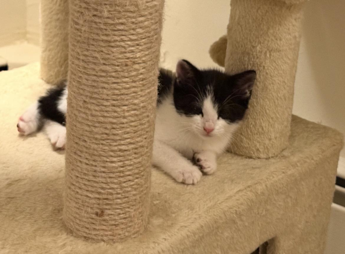 Enlarge GALLOWAY, a Adoptable Domestic Short Hair in Spotswood, NJ image 3/6