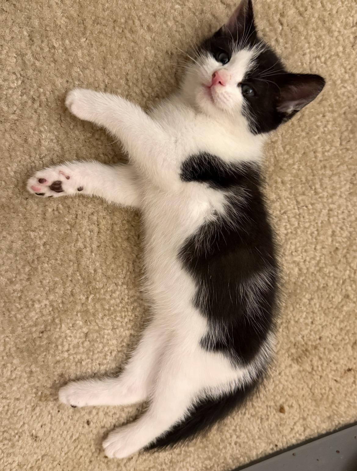 Enlarge GALLOWAY, a Adoptable Domestic Short Hair in Spotswood, NJ image 2/6