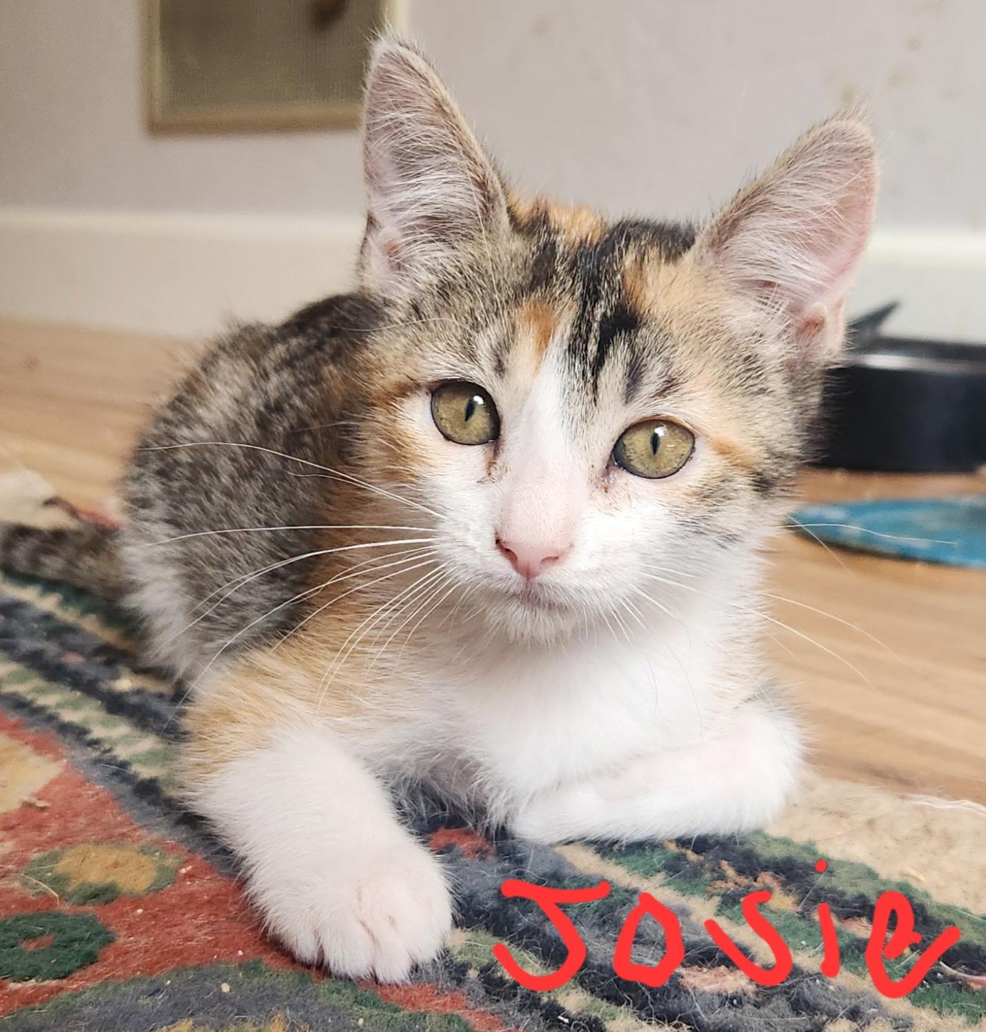 Josie, Adoptable, Kitten Female Domestic Short Hair.