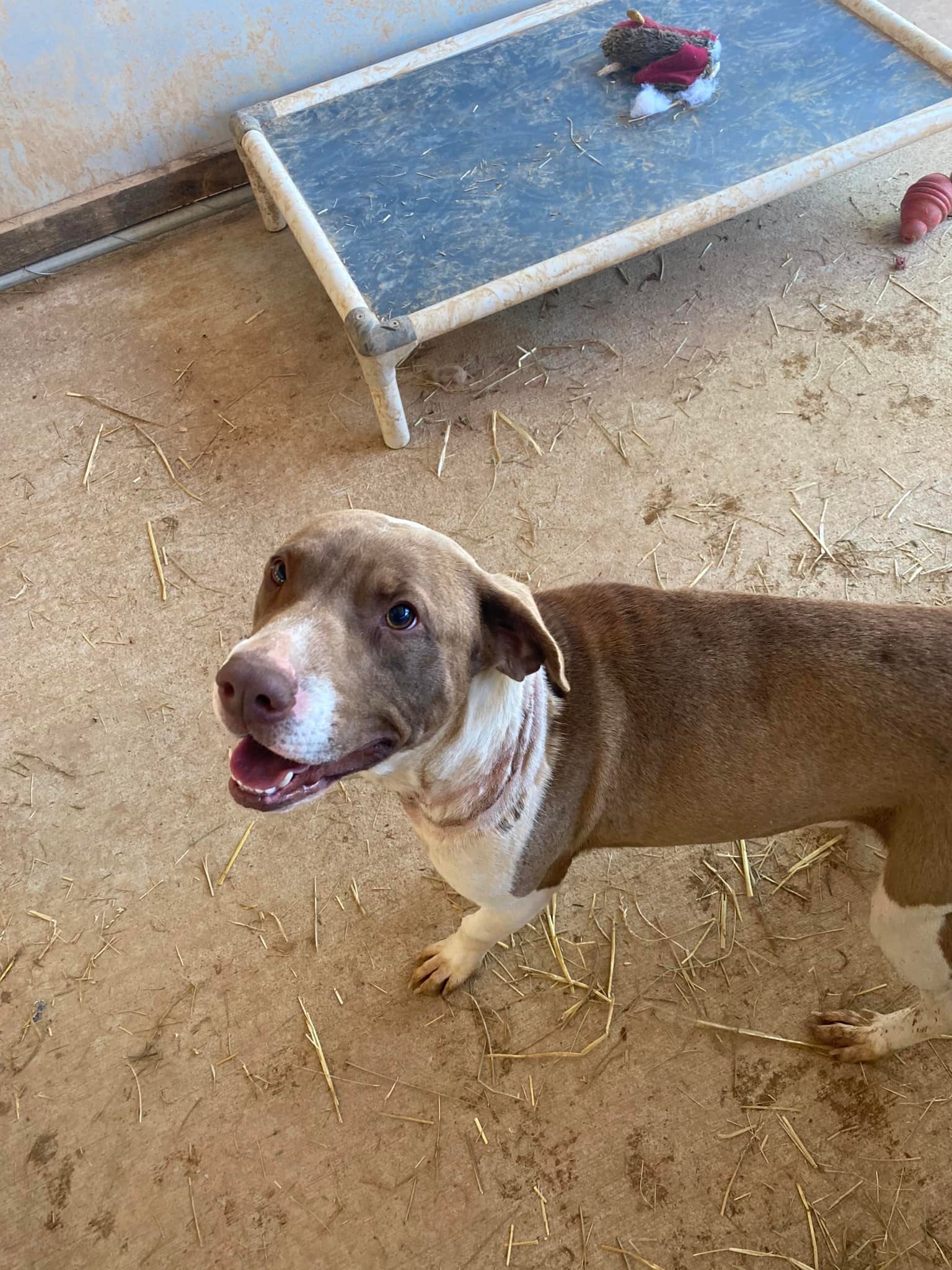 Gus, Adoptable, Young Male Hound & Mixed Breed.