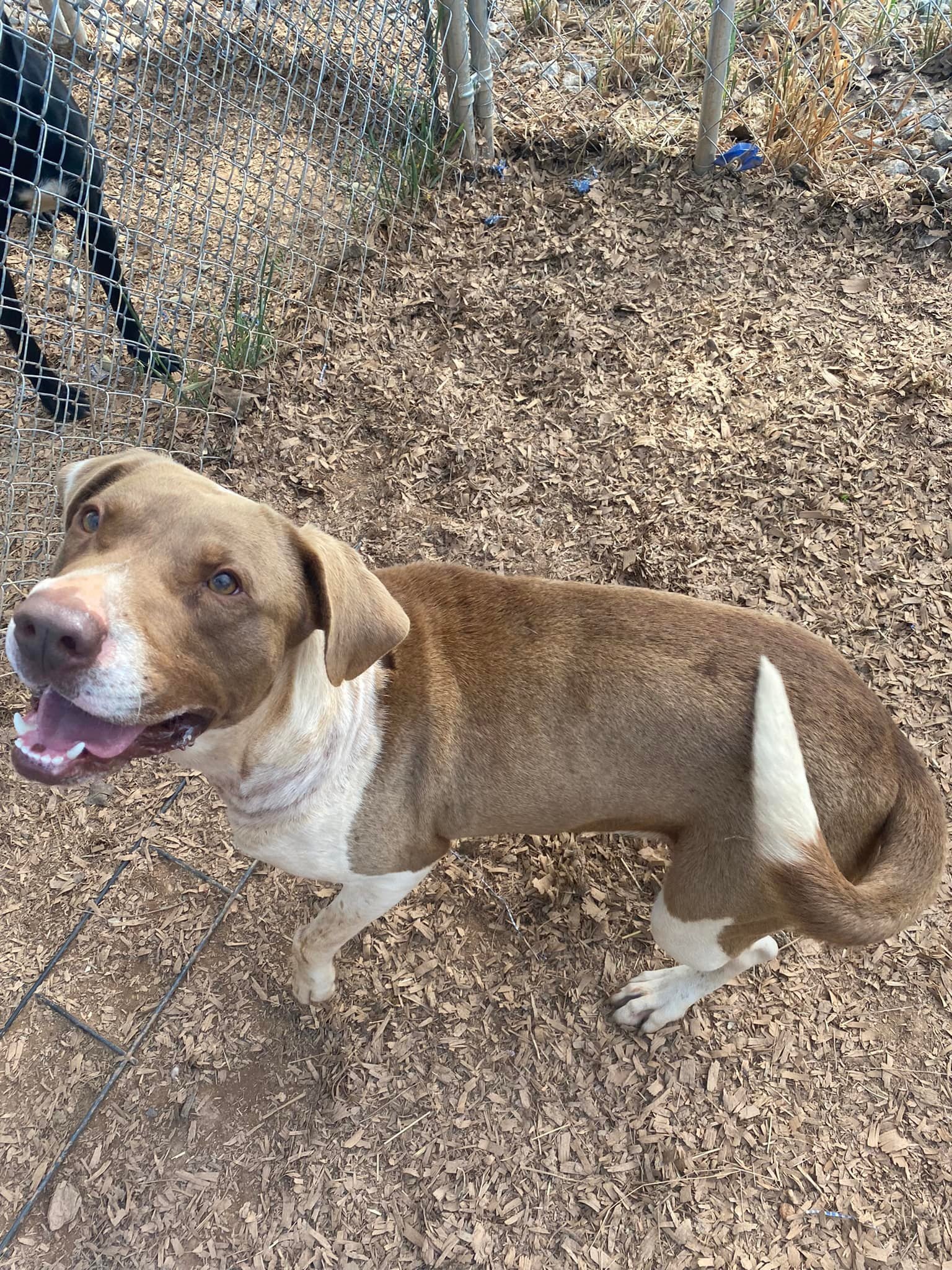 Gus, Adoptable, Young Male Hound & Mixed Breed.