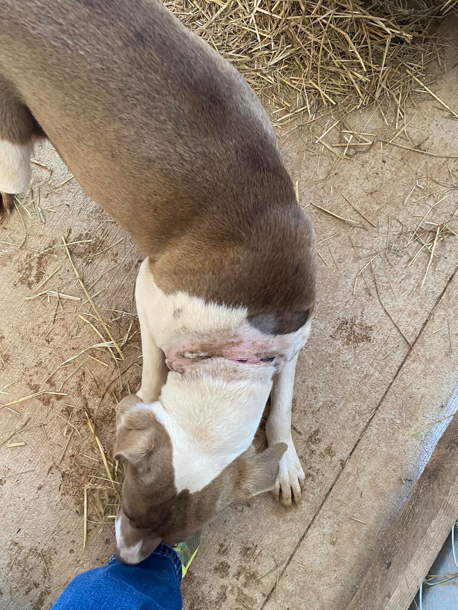 Gus, a Adoptable mixed breed in Hartwell, GA image 4/12