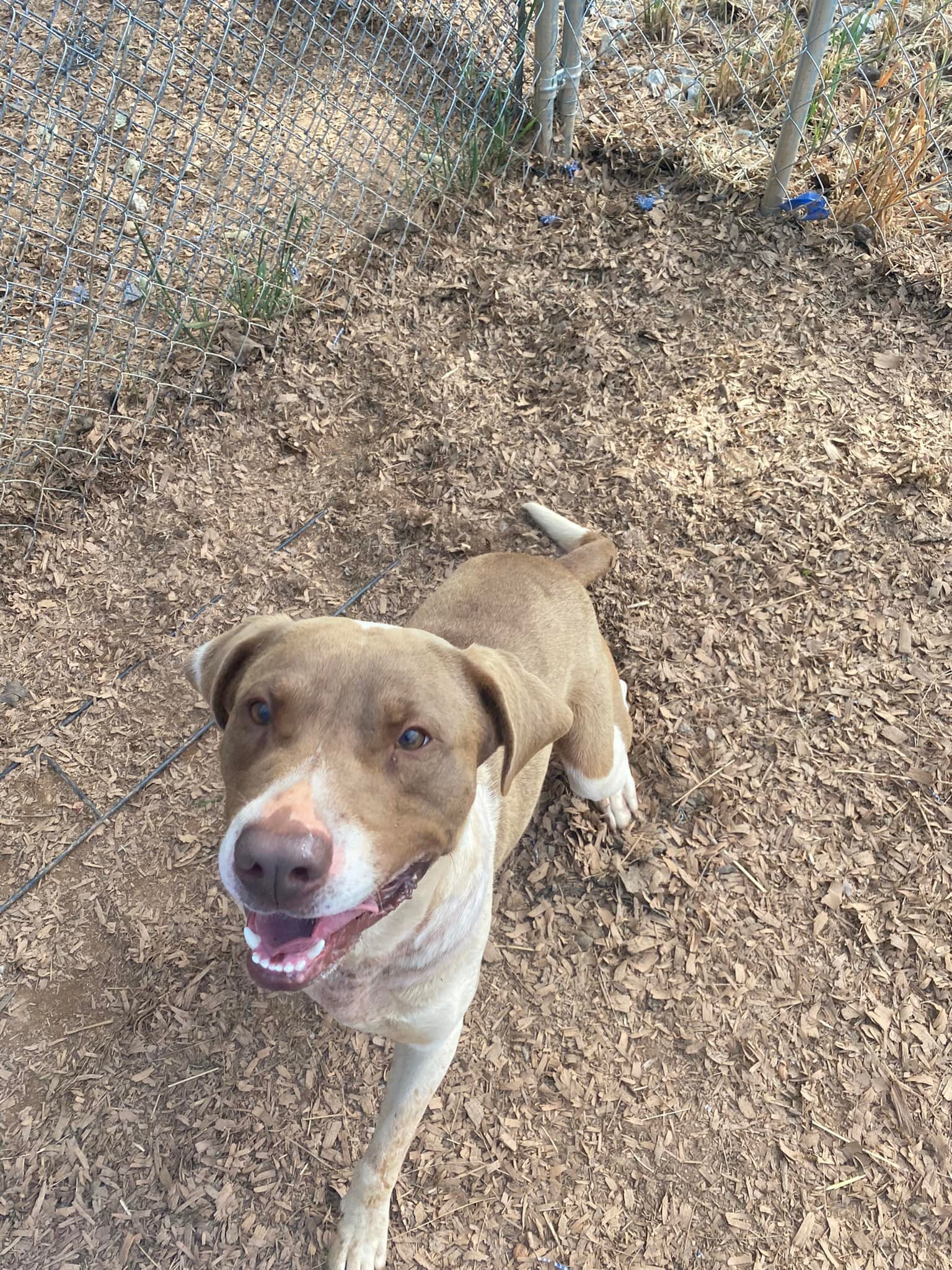 Gus, a Adoptable mixed breed in Hartwell, GA image 5/12