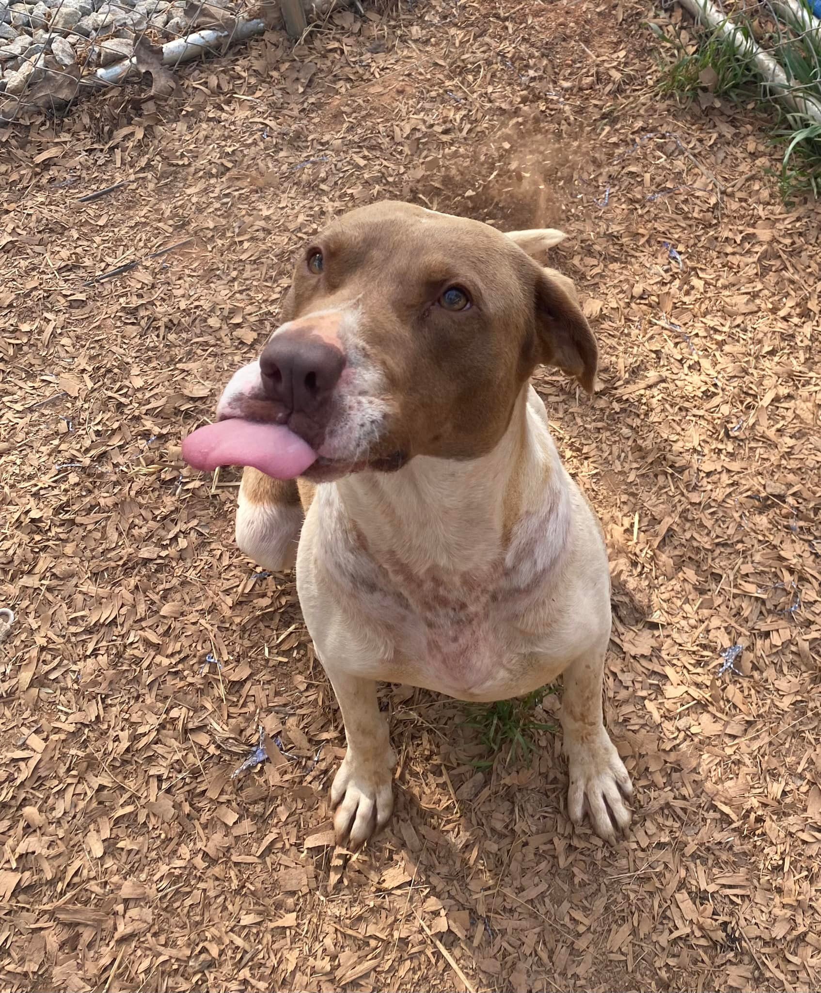 Gus, a Adoptable mixed breed in Hartwell, GA image 6/12