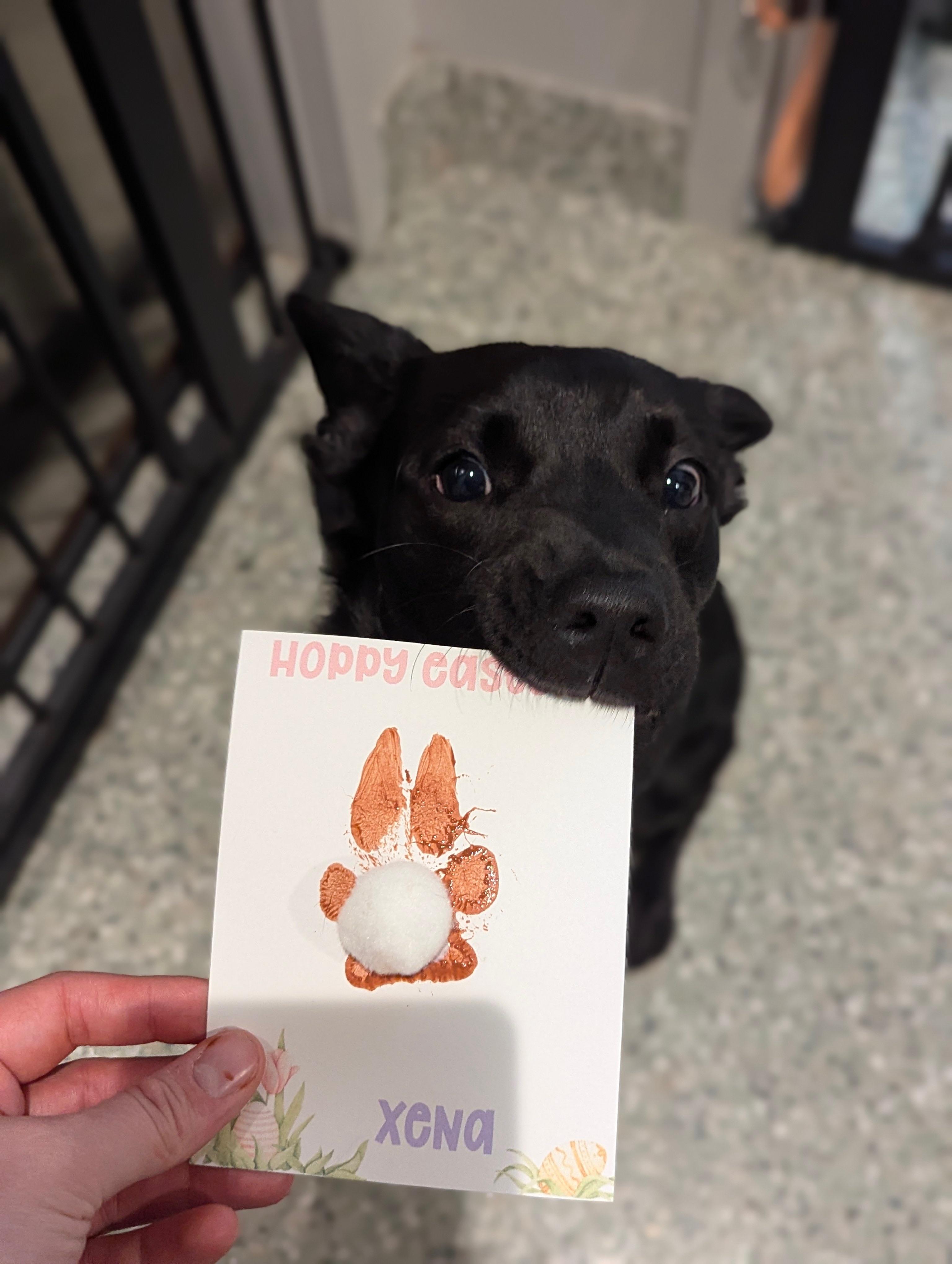 Enlarge Xena, a ADOPTABLE mixed breed in Oswego, IL image 6/6