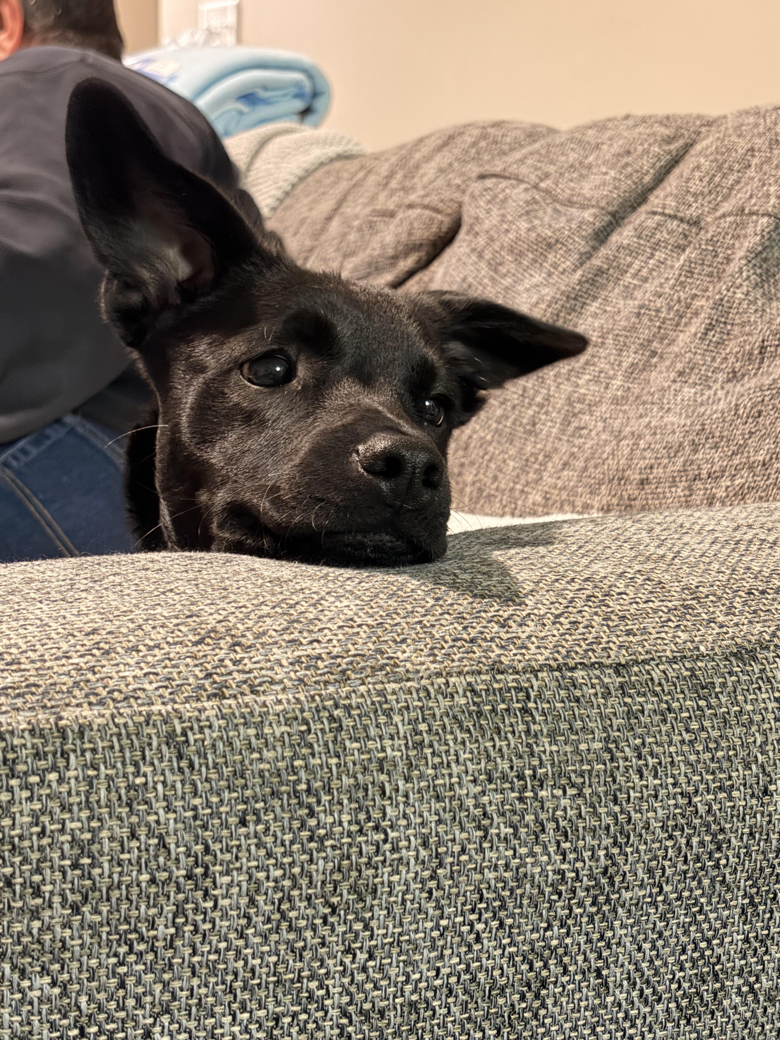 Enlarge Xena, a ADOPTABLE mixed breed in Oswego, IL image 5/6