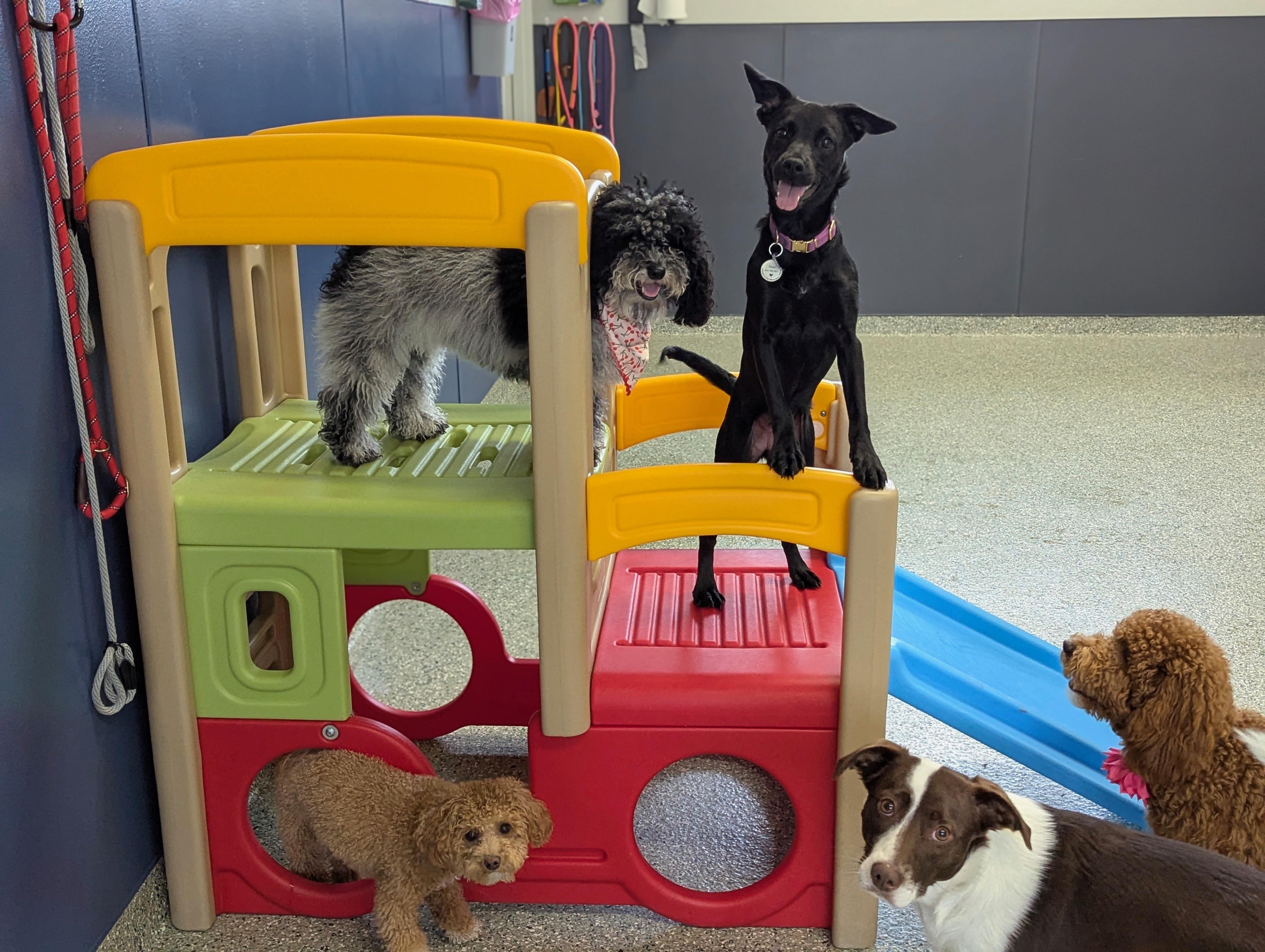 Enlarge Xena, a ADOPTABLE mixed breed in Oswego, IL image 2/6