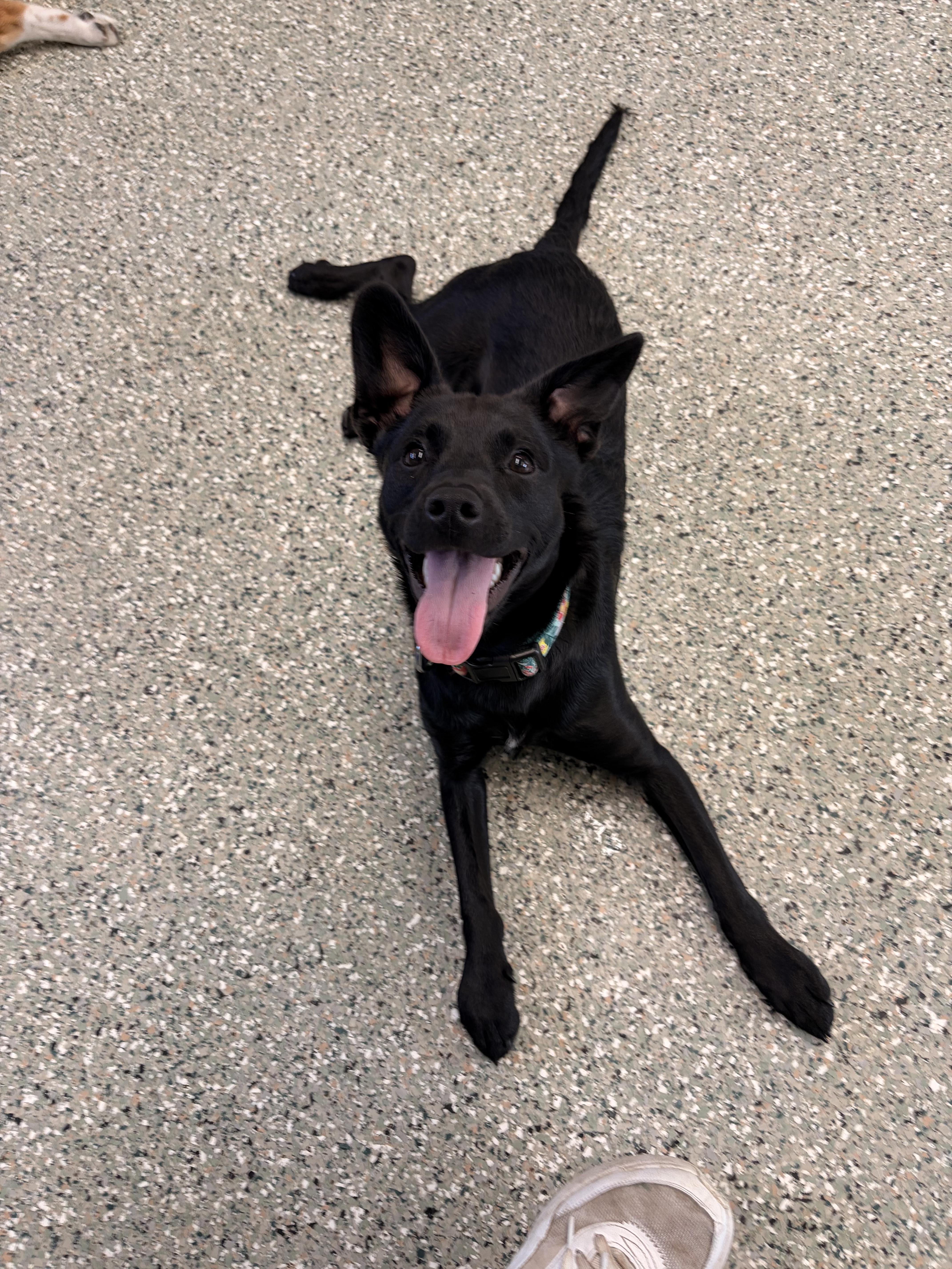 Enlarge Xena, a ADOPTABLE mixed breed in Oswego, IL image 4/6