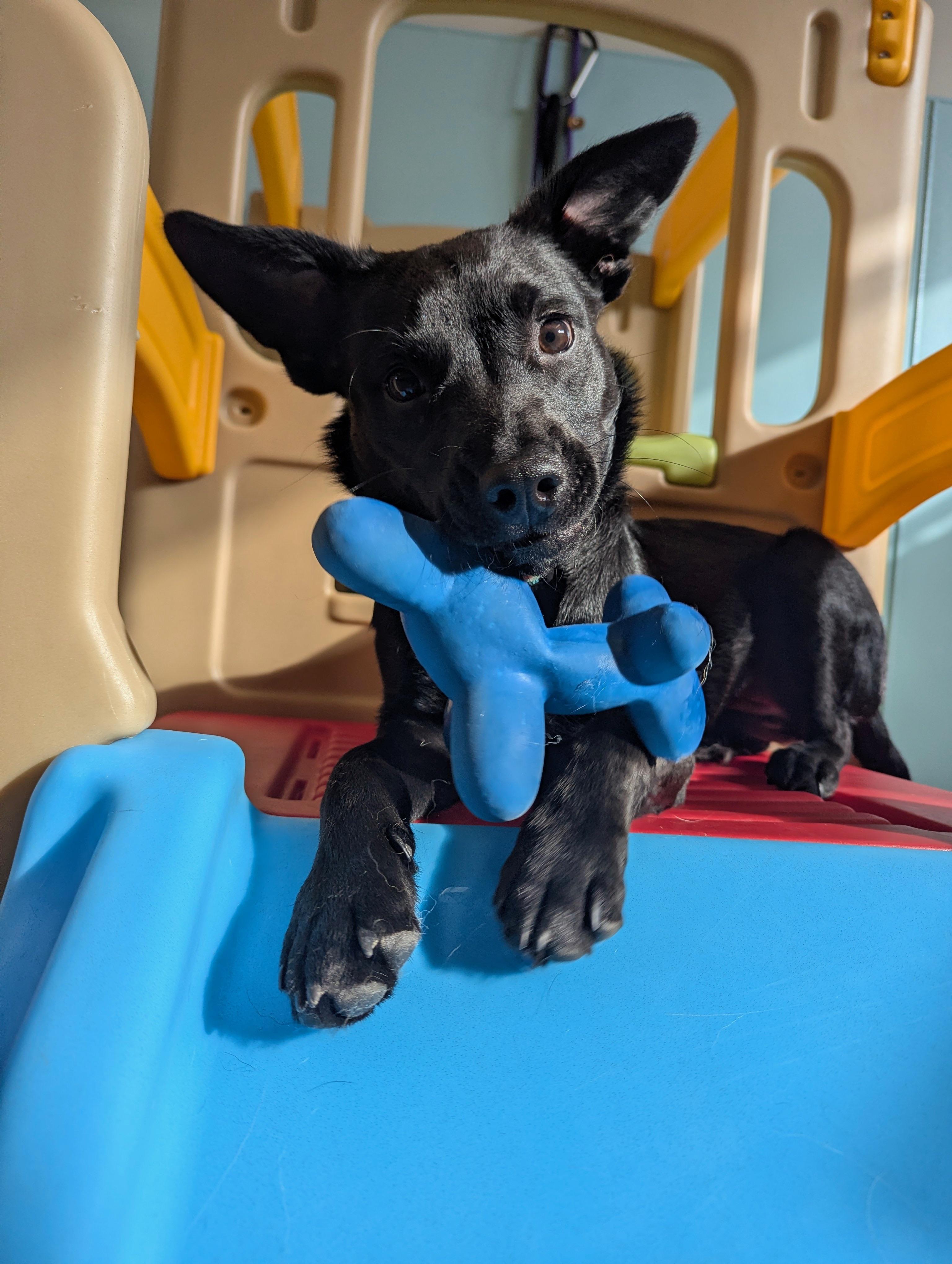 Enlarge Xena, a ADOPTABLE mixed breed in Oswego, IL image 3/6