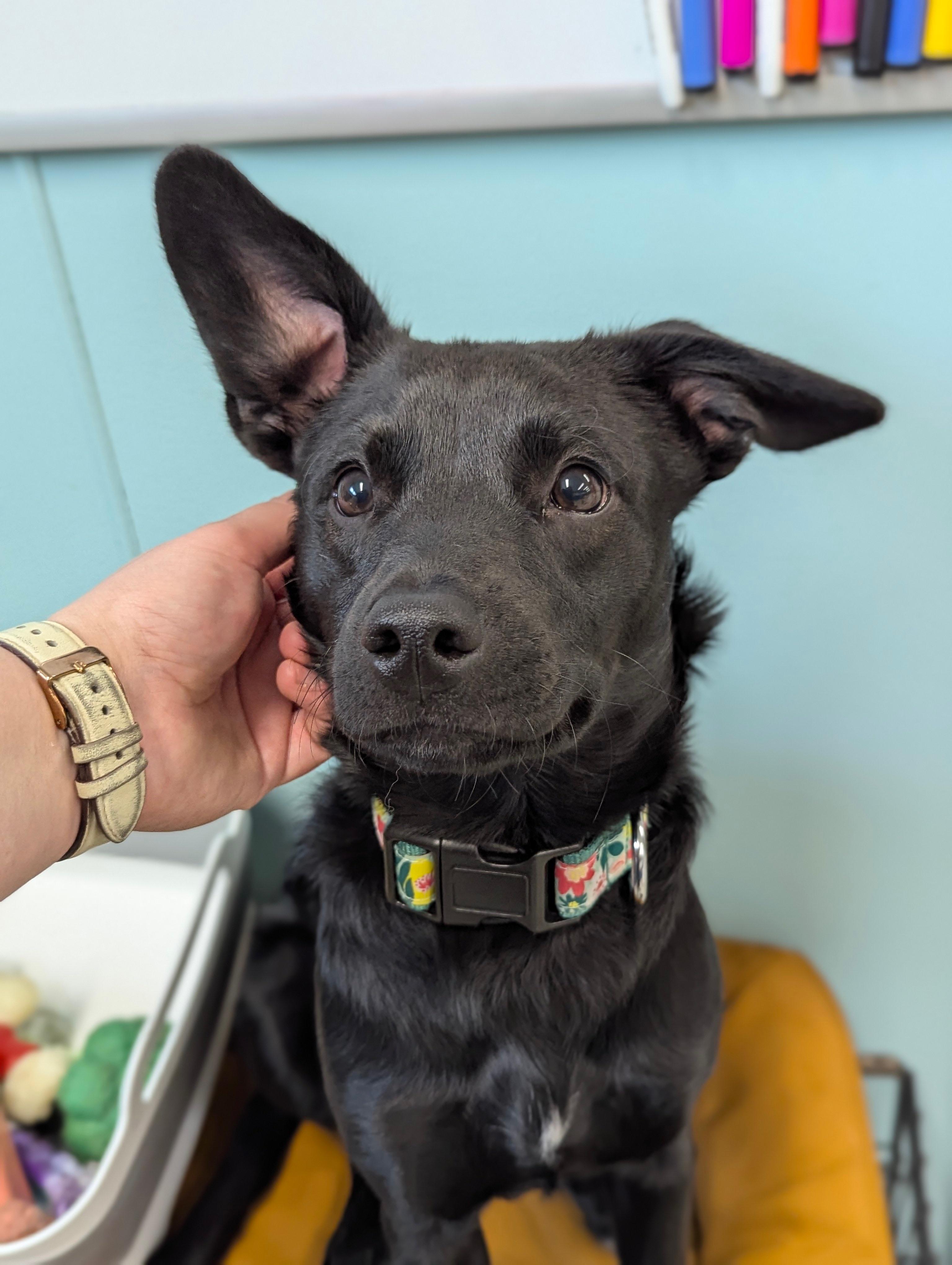 Xena, ADOPTABLE, Young Female Chihuahua & Black Labrador Retriever.