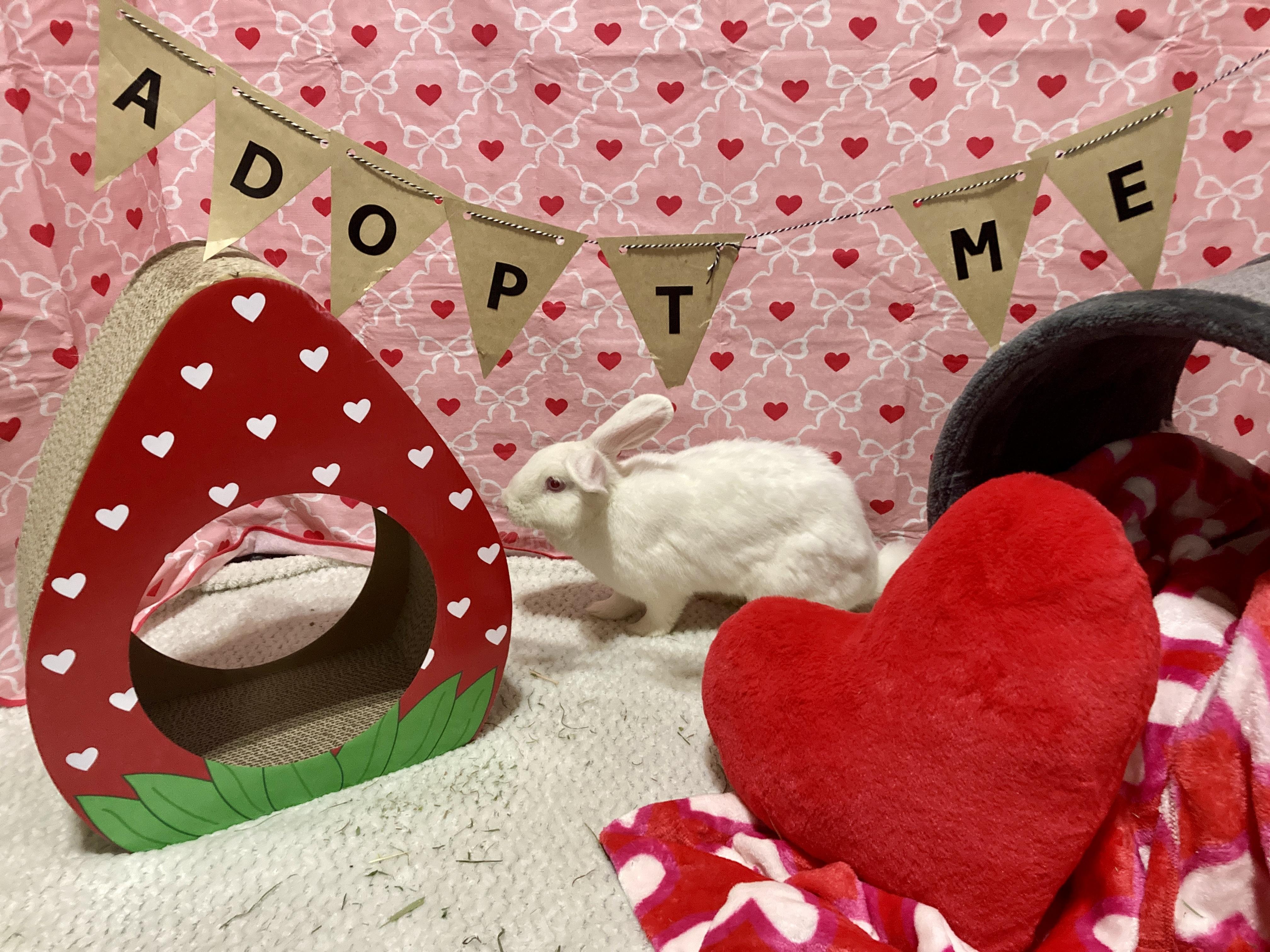 Enlarge Eloise, an adopted New Zealand in Little Rock, AR image 5/6