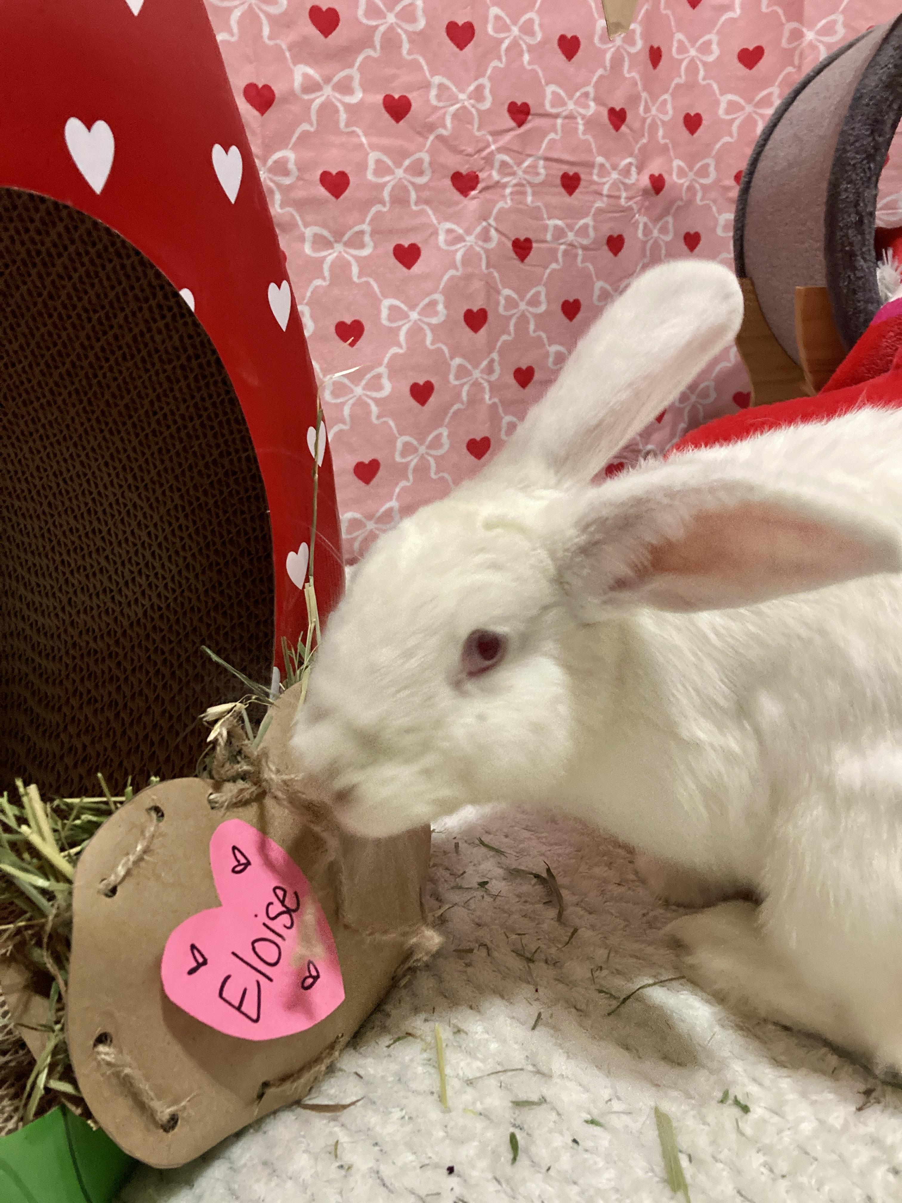 Enlarge Eloise, an adopted New Zealand in Little Rock, AR image 3/6