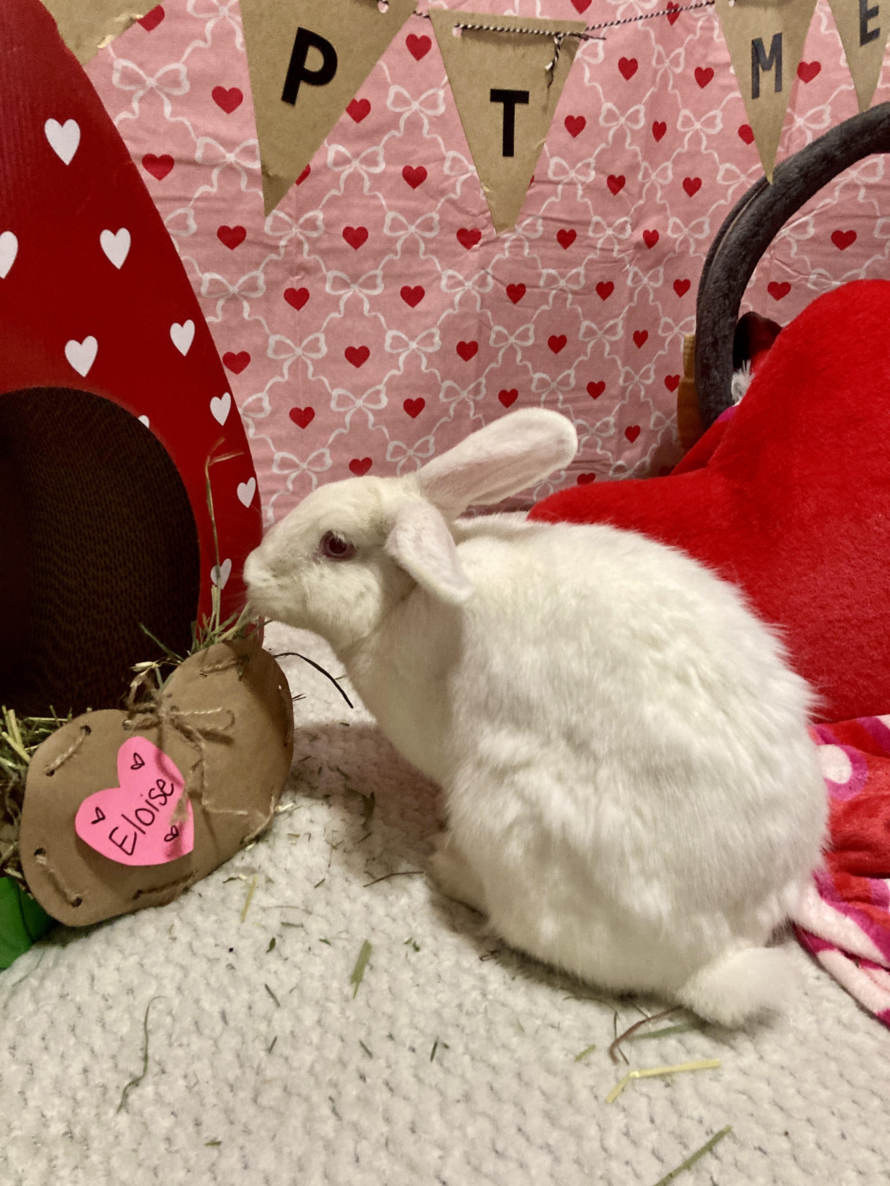 Enlarge Eloise, an adopted New Zealand in Little Rock, AR image 2/6