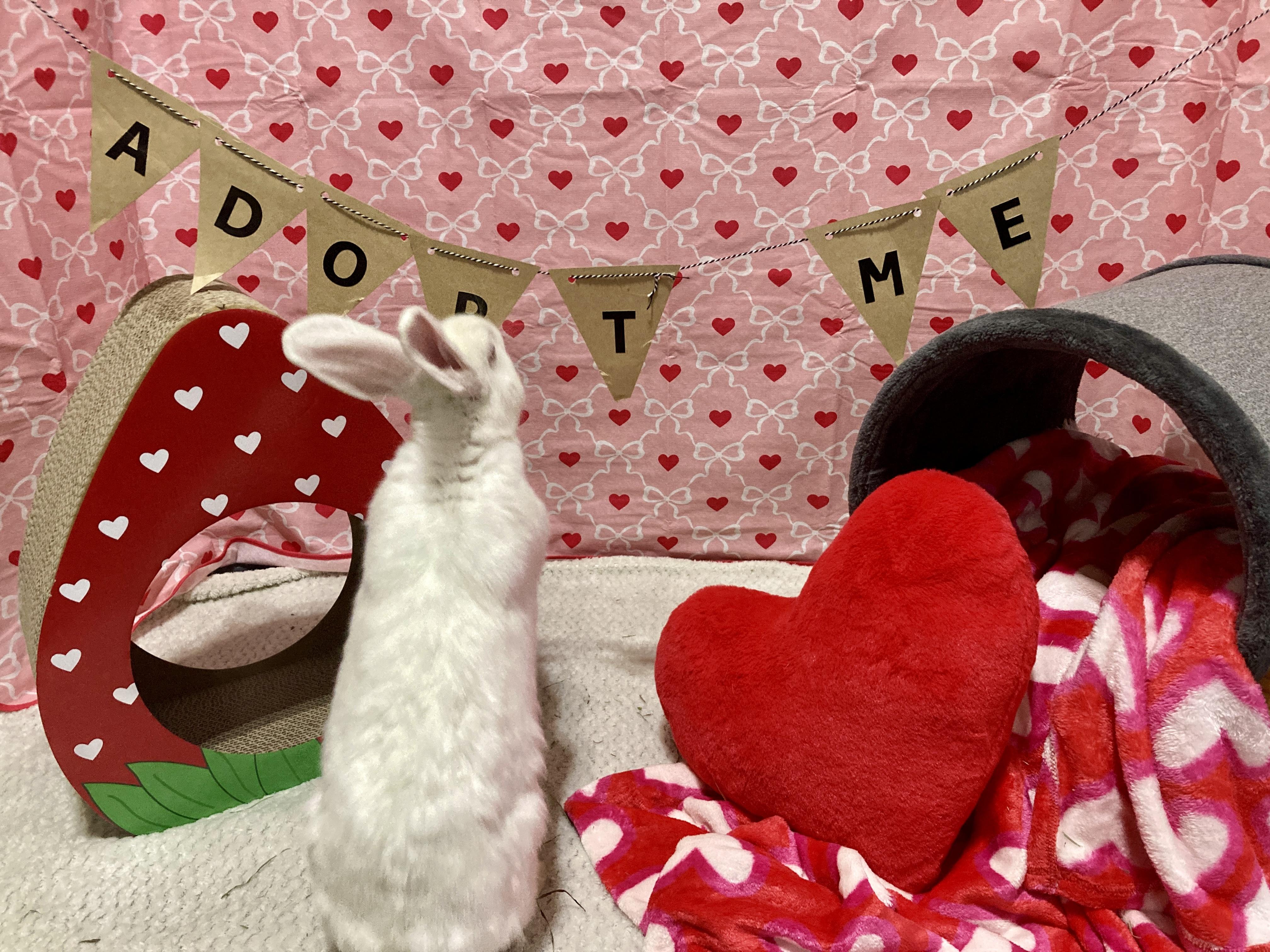 Enlarge Eloise, an adopted New Zealand in Little Rock, AR image 1/6